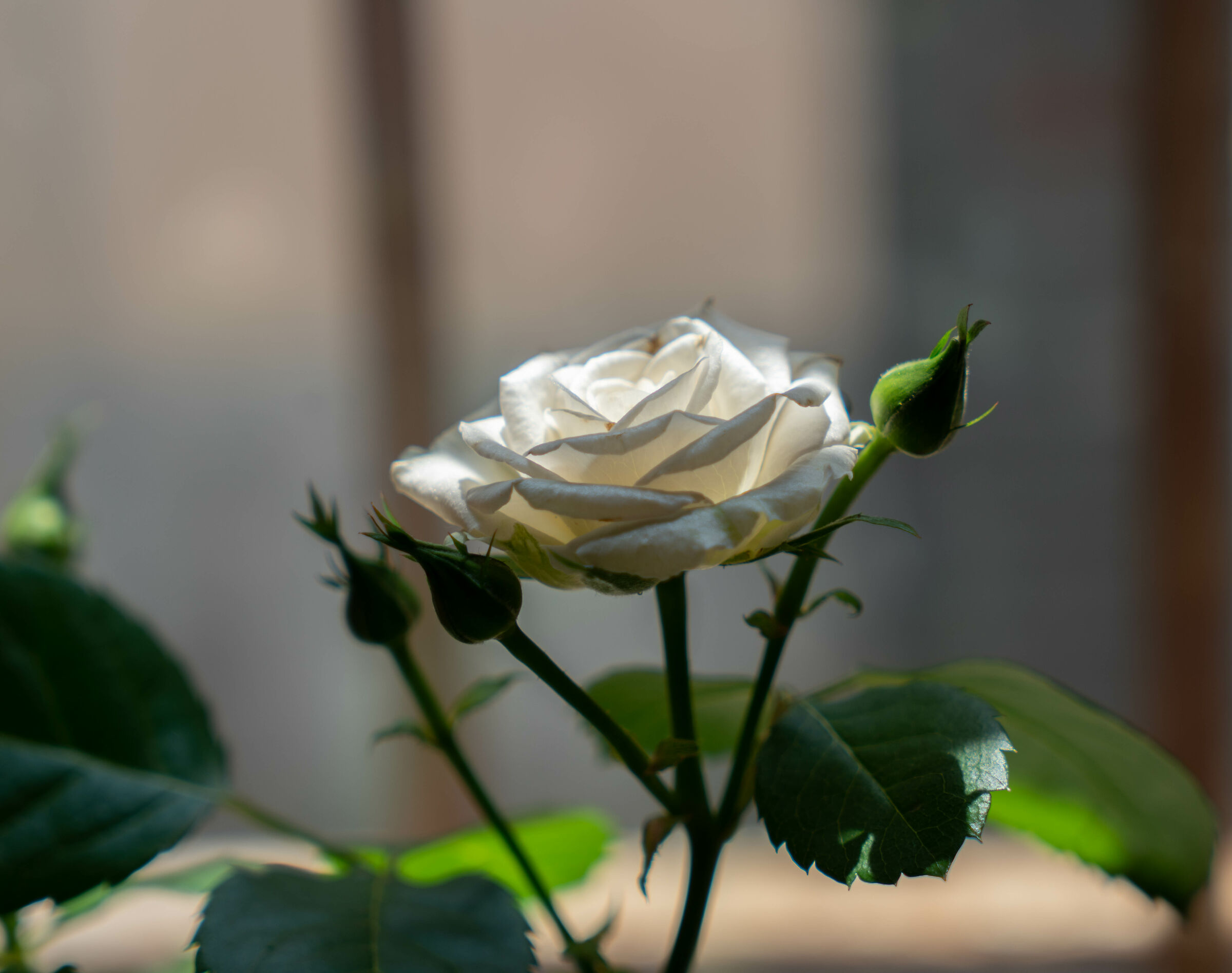 The Rose and the Windowsill