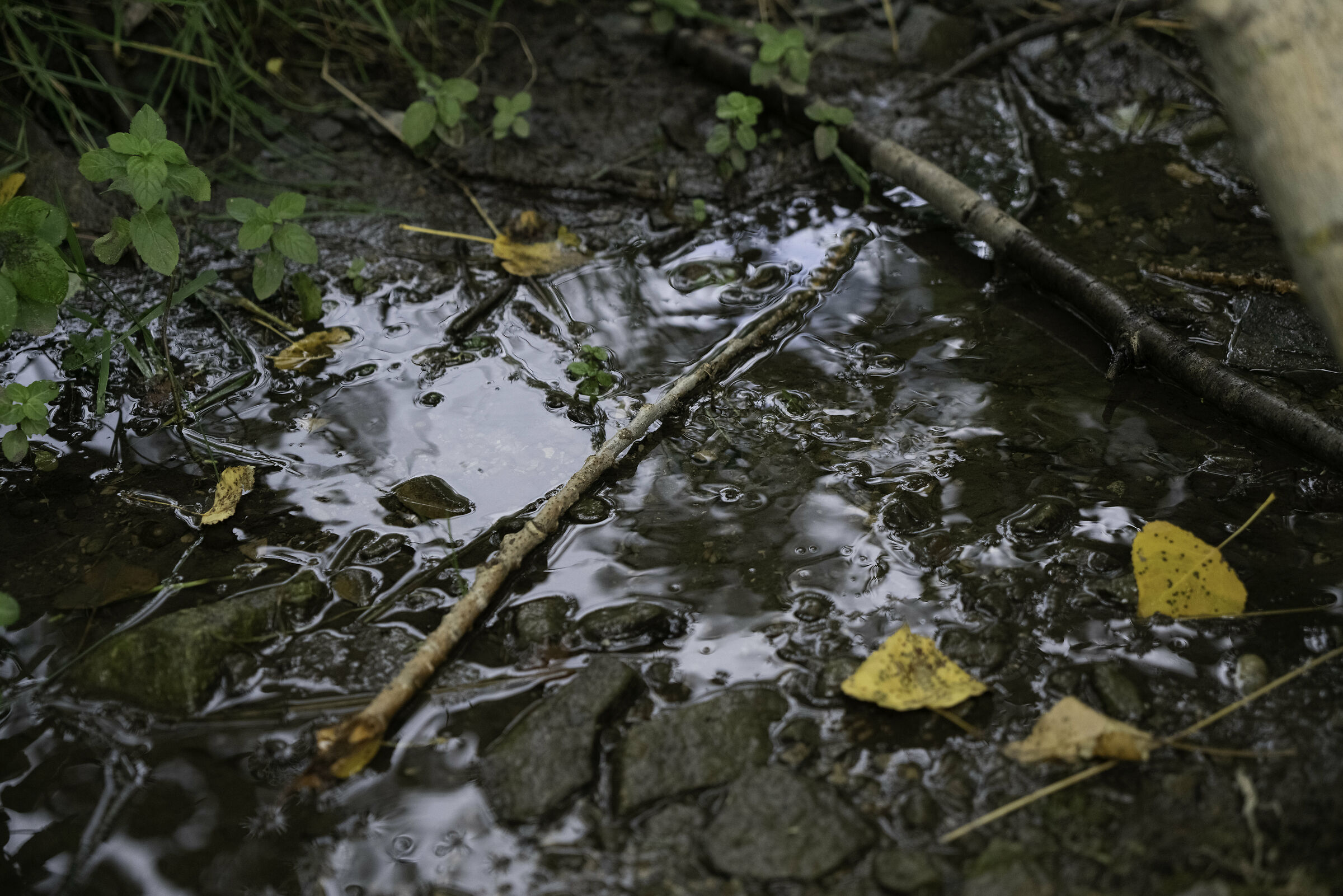 Holy stream aveto stefano