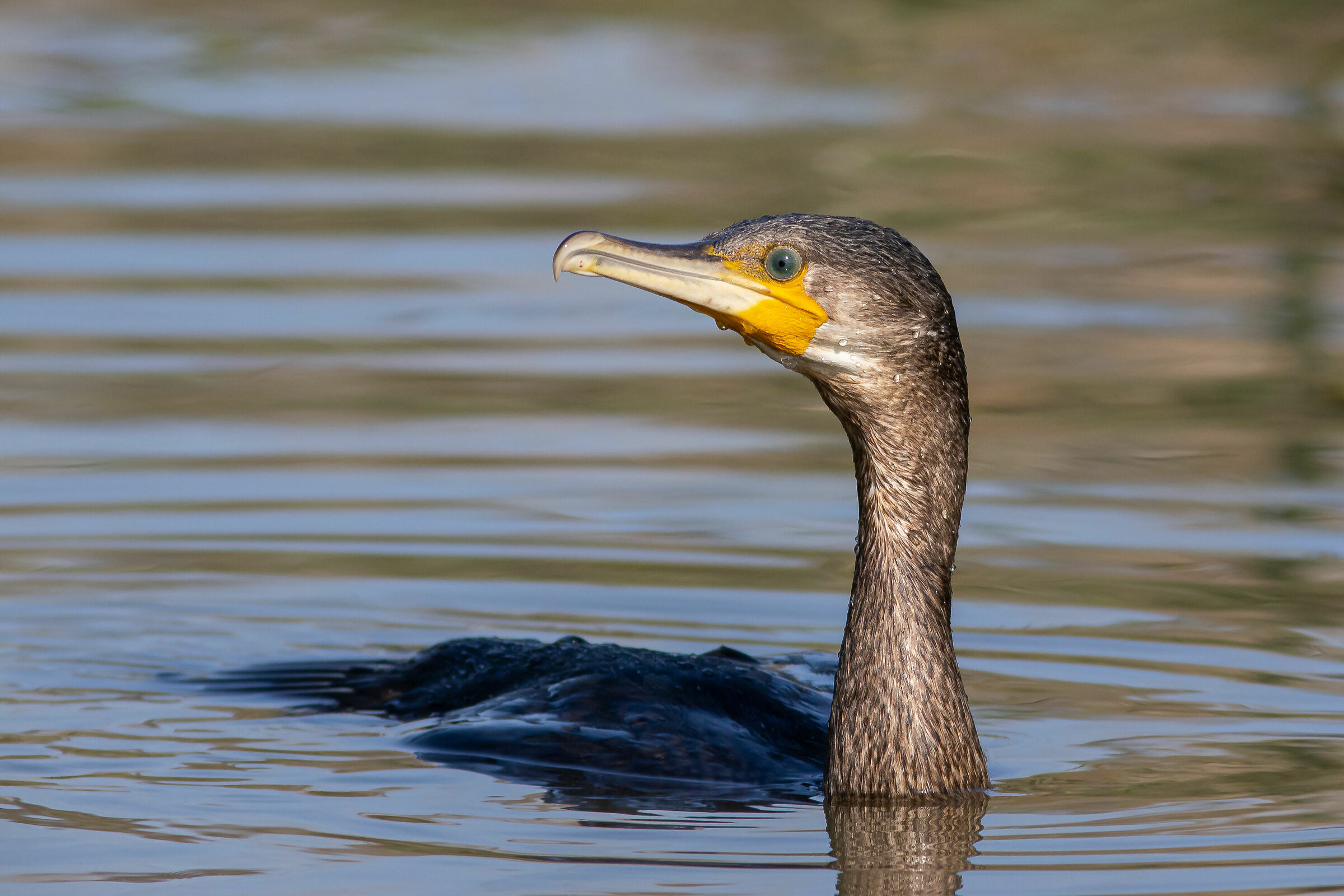 Ritratto del cormorano