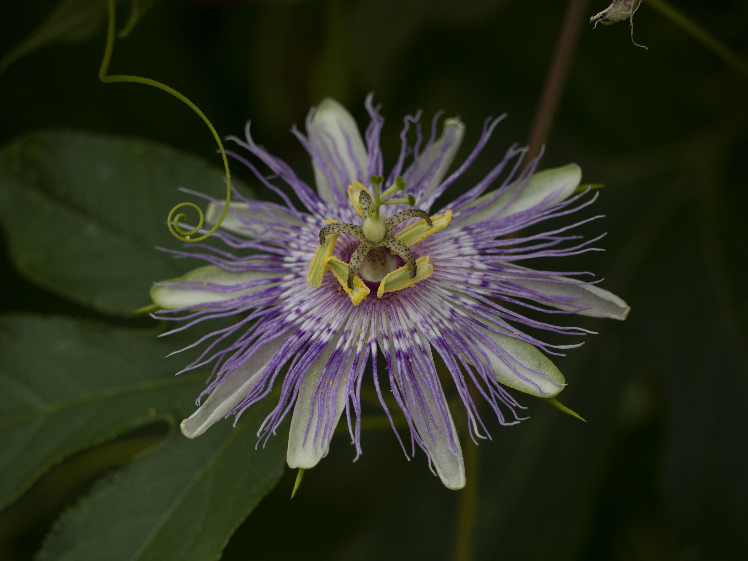 Passiflora