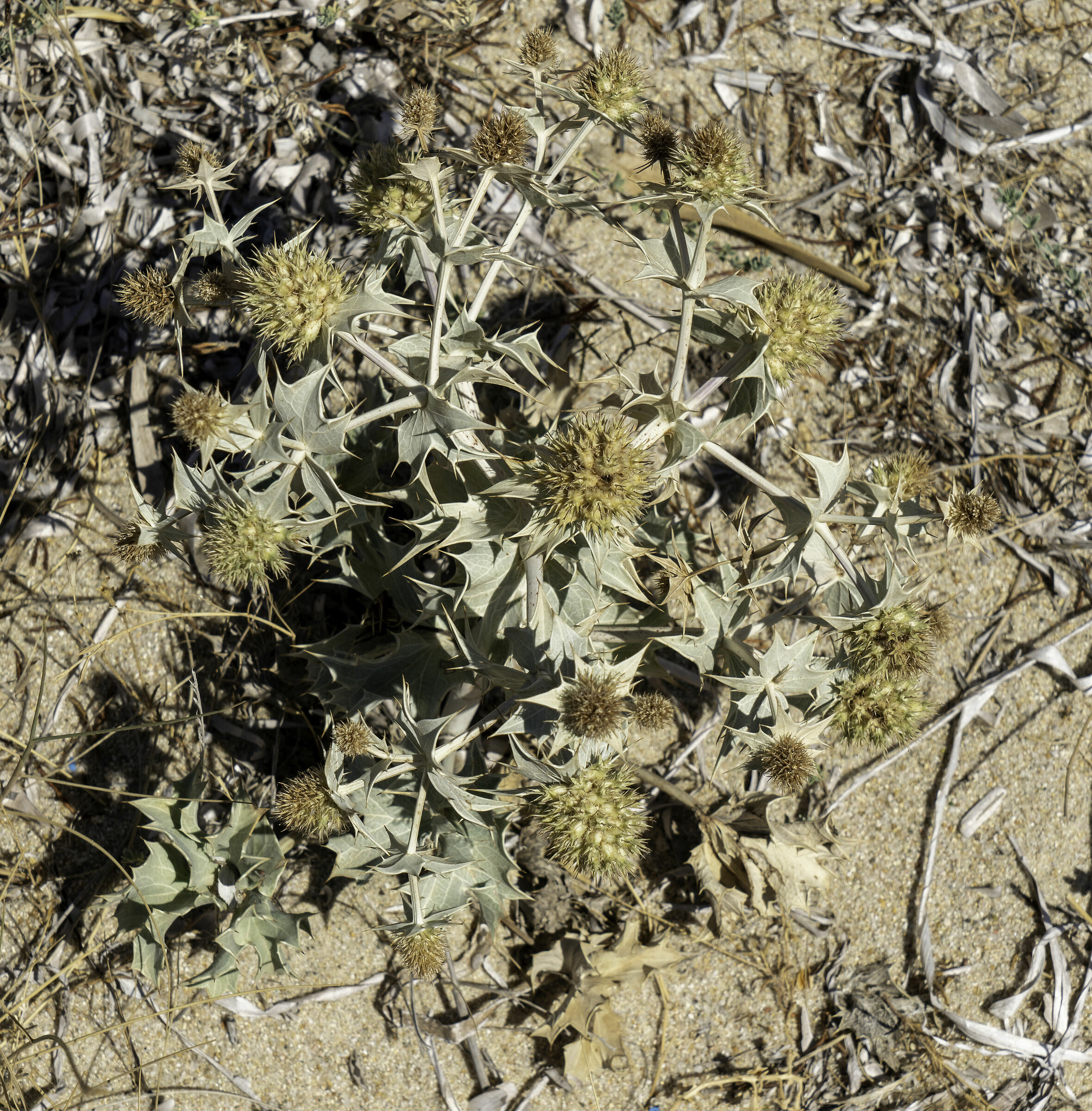 I don't like contrast