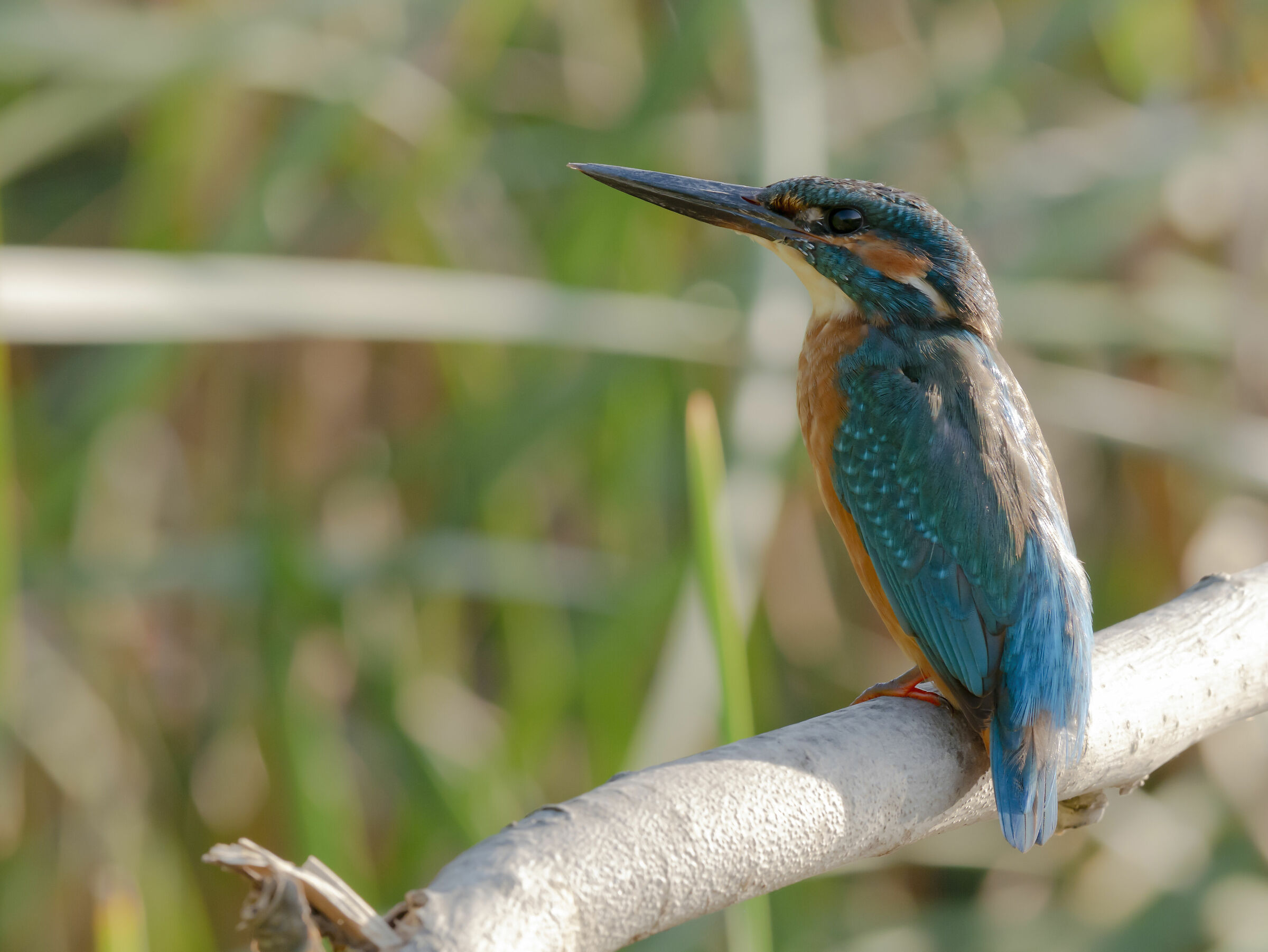 Alcedo atthis