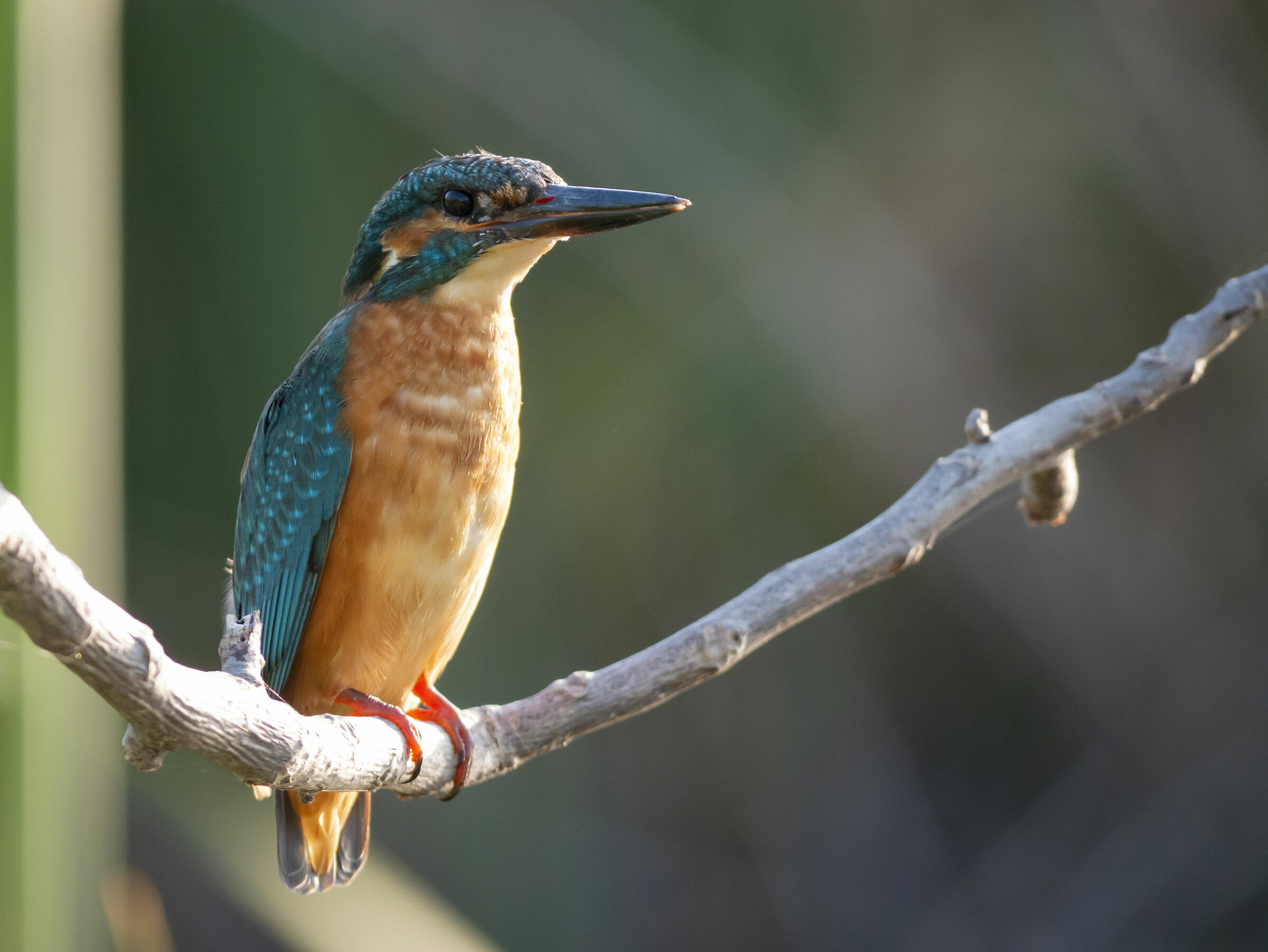 Alcedo atthis