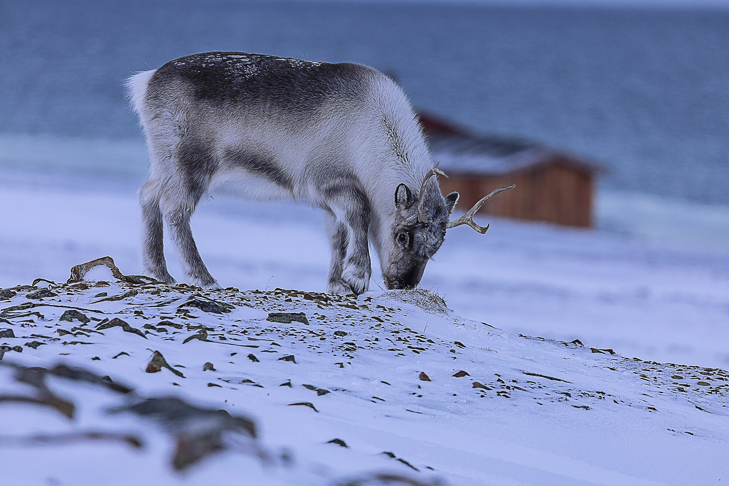 Svalbard