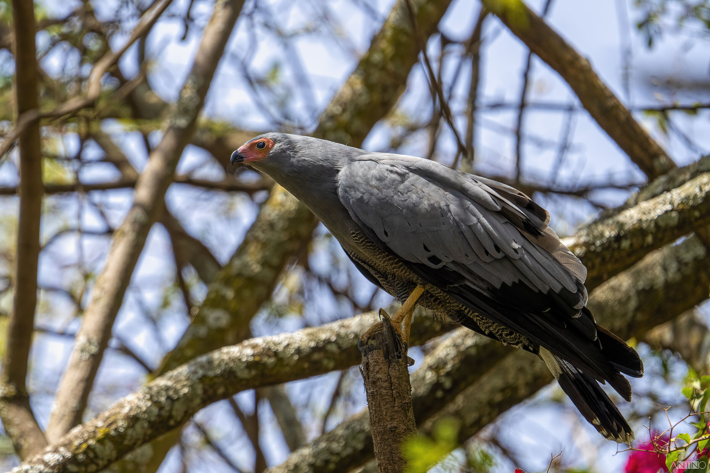 Sparviero serpentario africano, Polyboroides typus