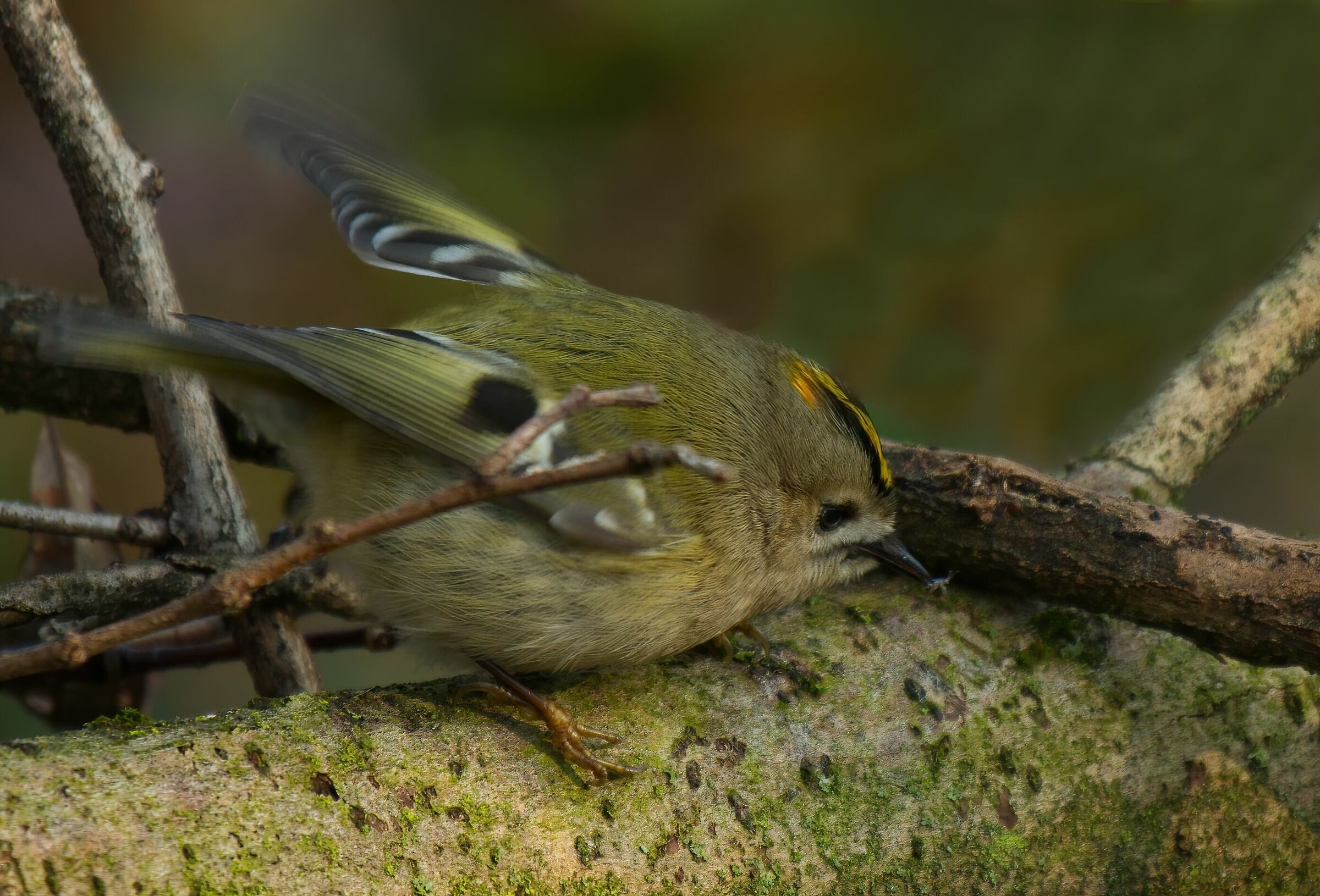 Piccolo regolo con piccola preda