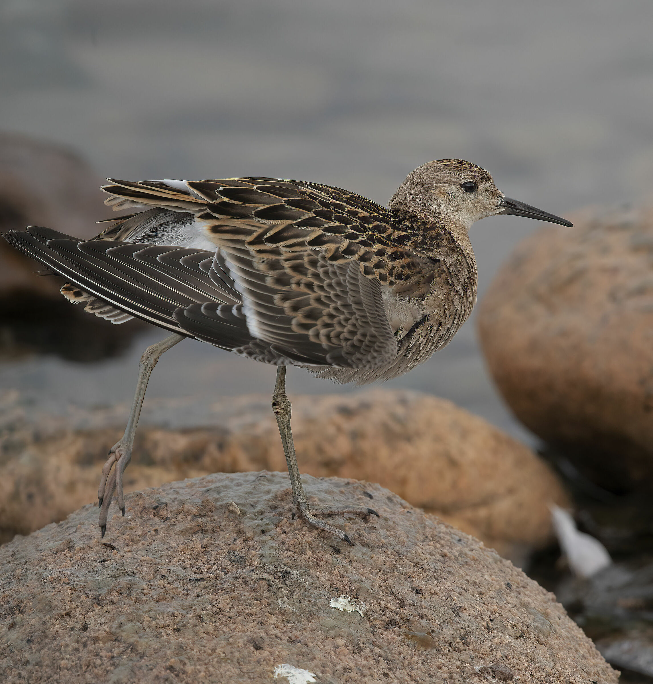 fighter in stretching