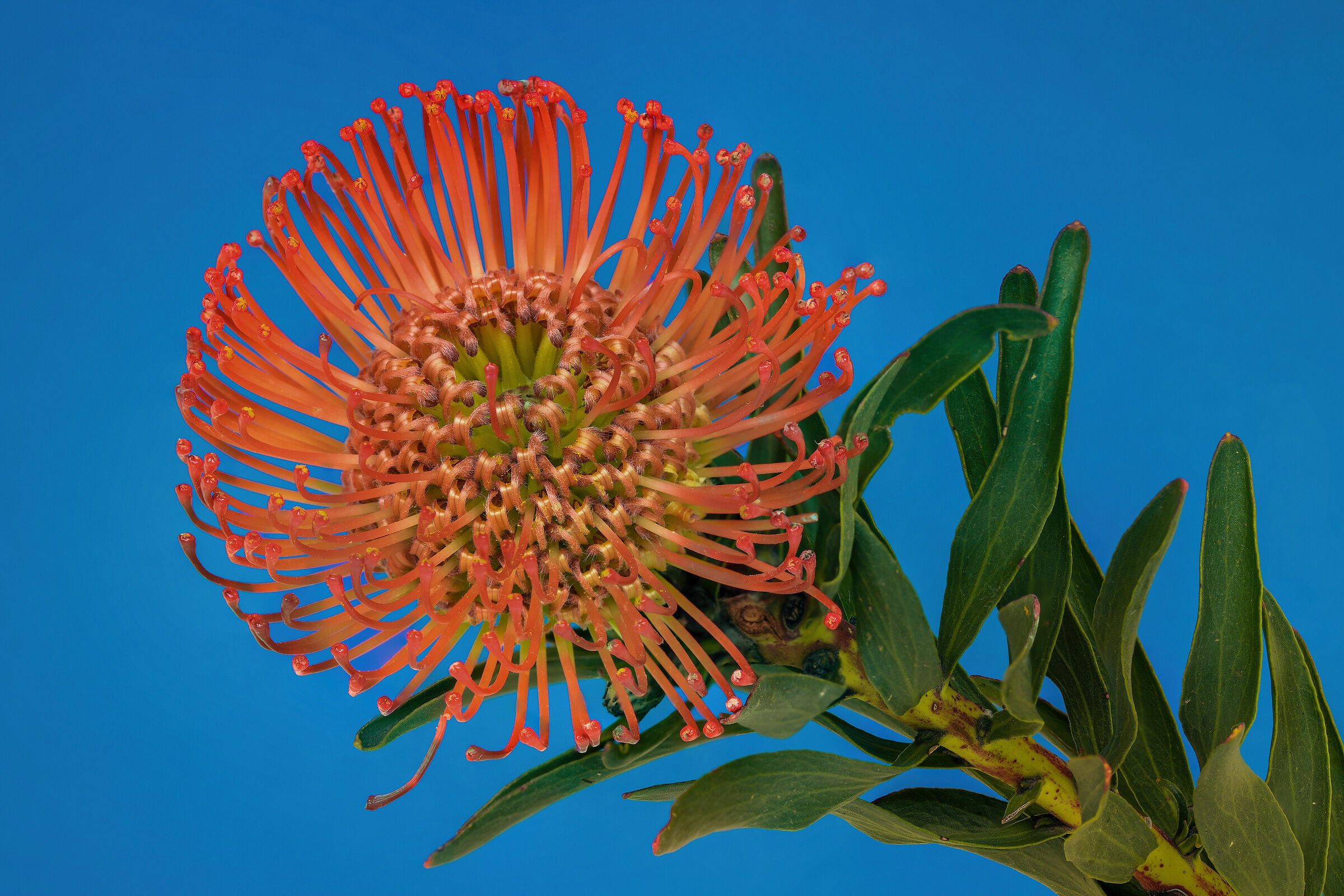 Protea Nutans