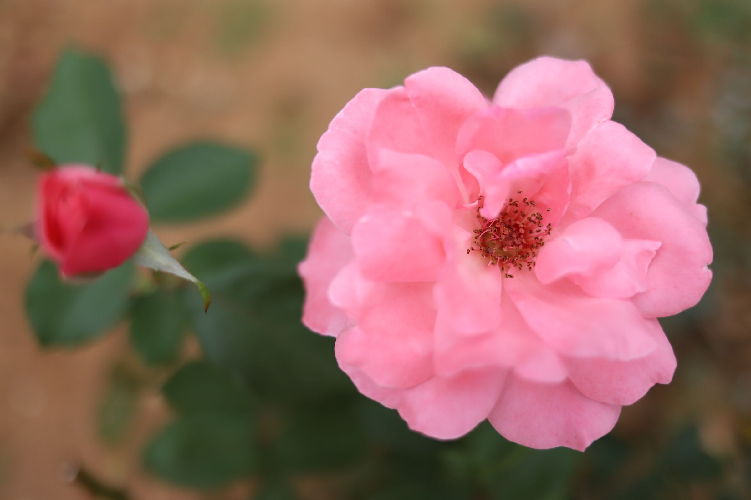 Come l'estate finisce anche la rosa sfiorice