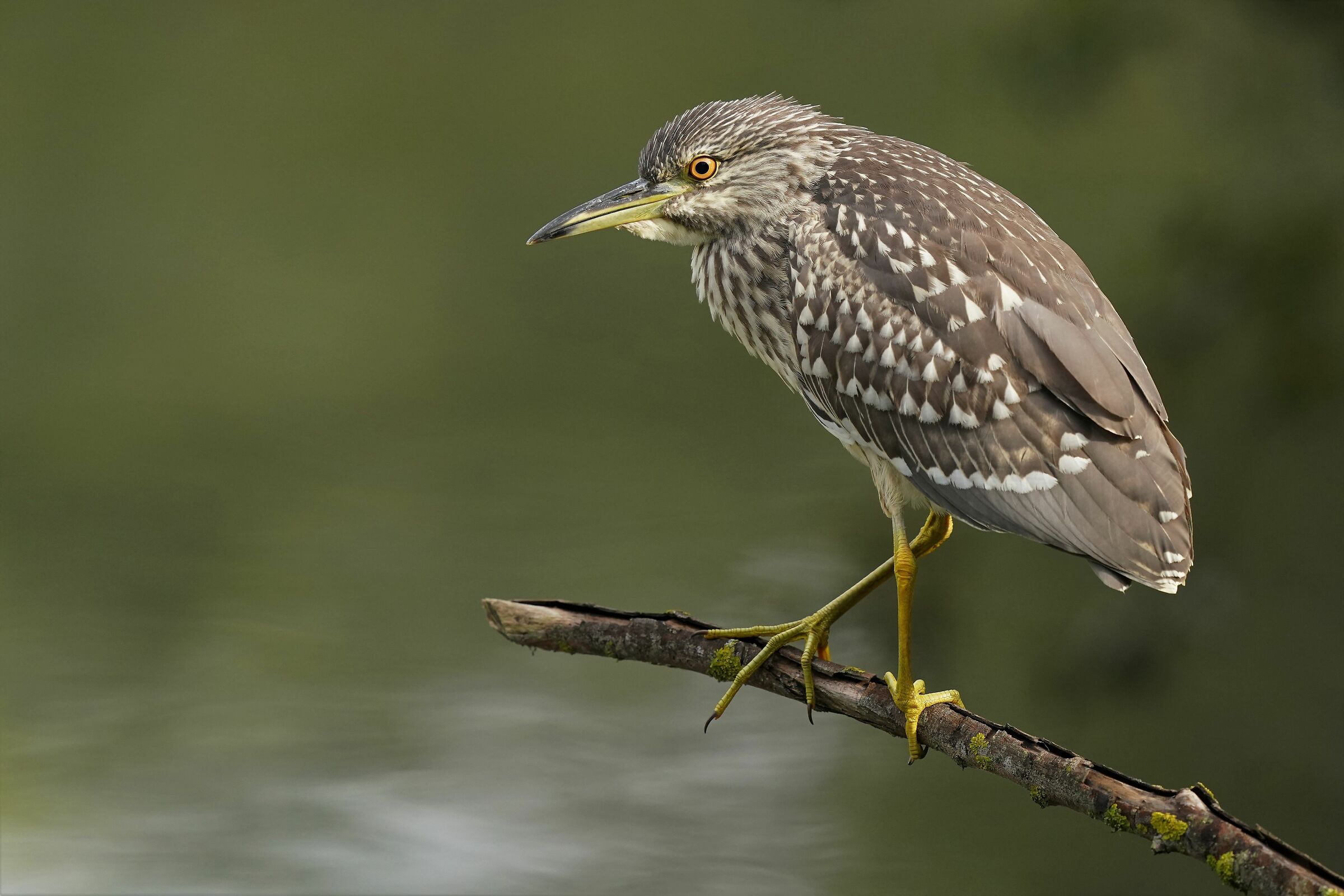 young niticora