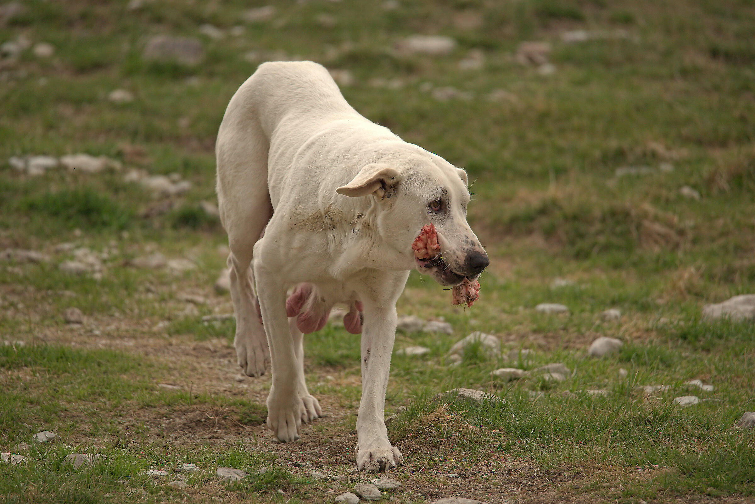 Pastore Abruzzese sui Monti Sibillini