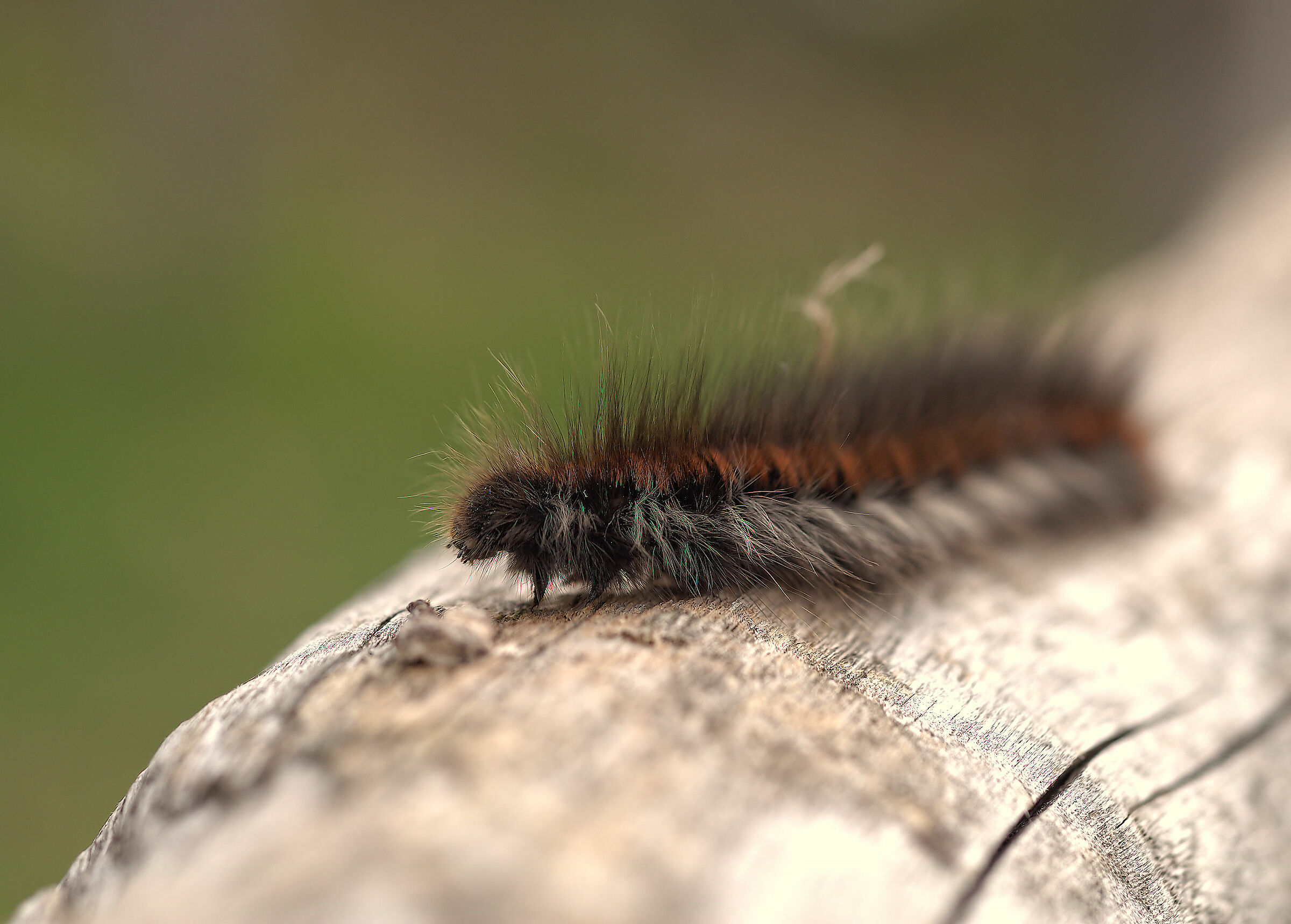 Fox Moth Caterpillar