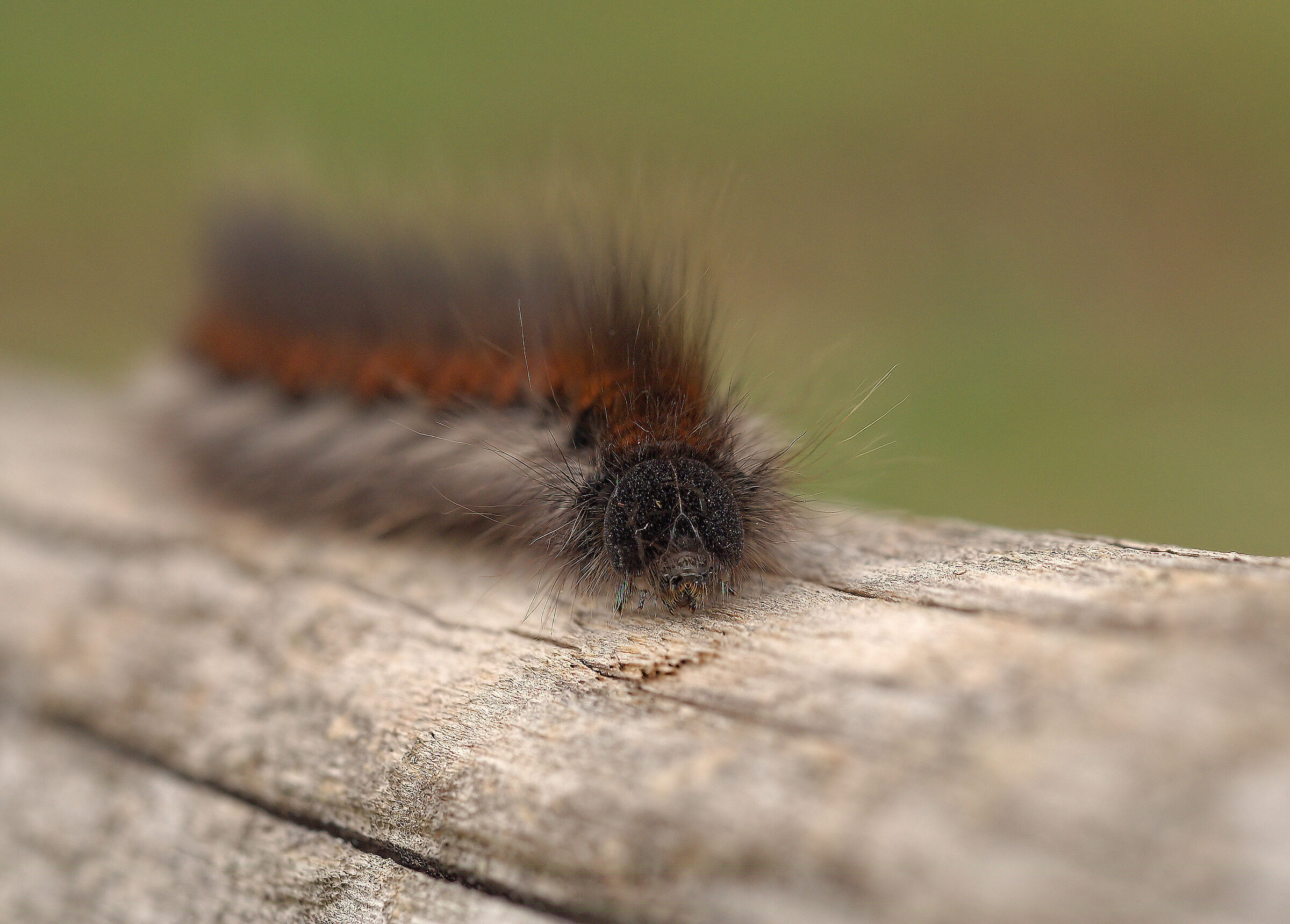 Fox Moth Caterpillar