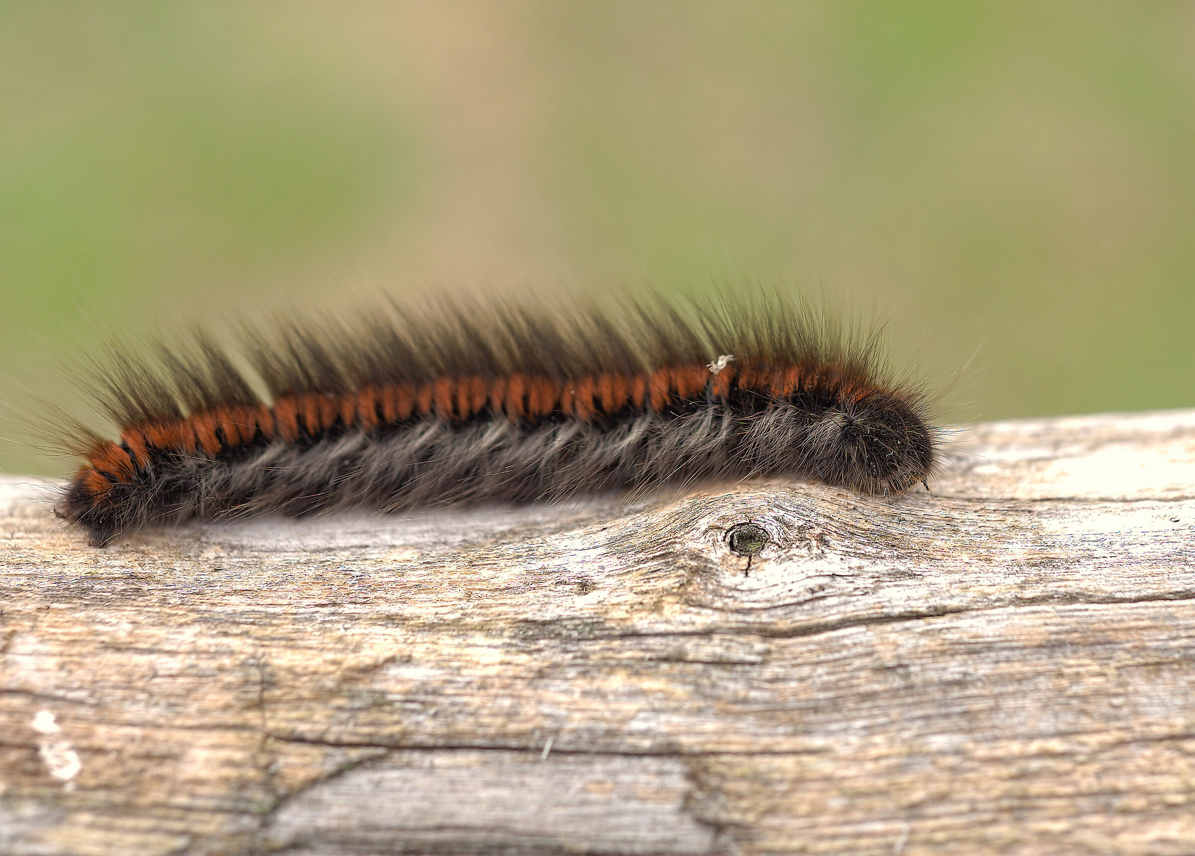 Fox Moth Caterpillar