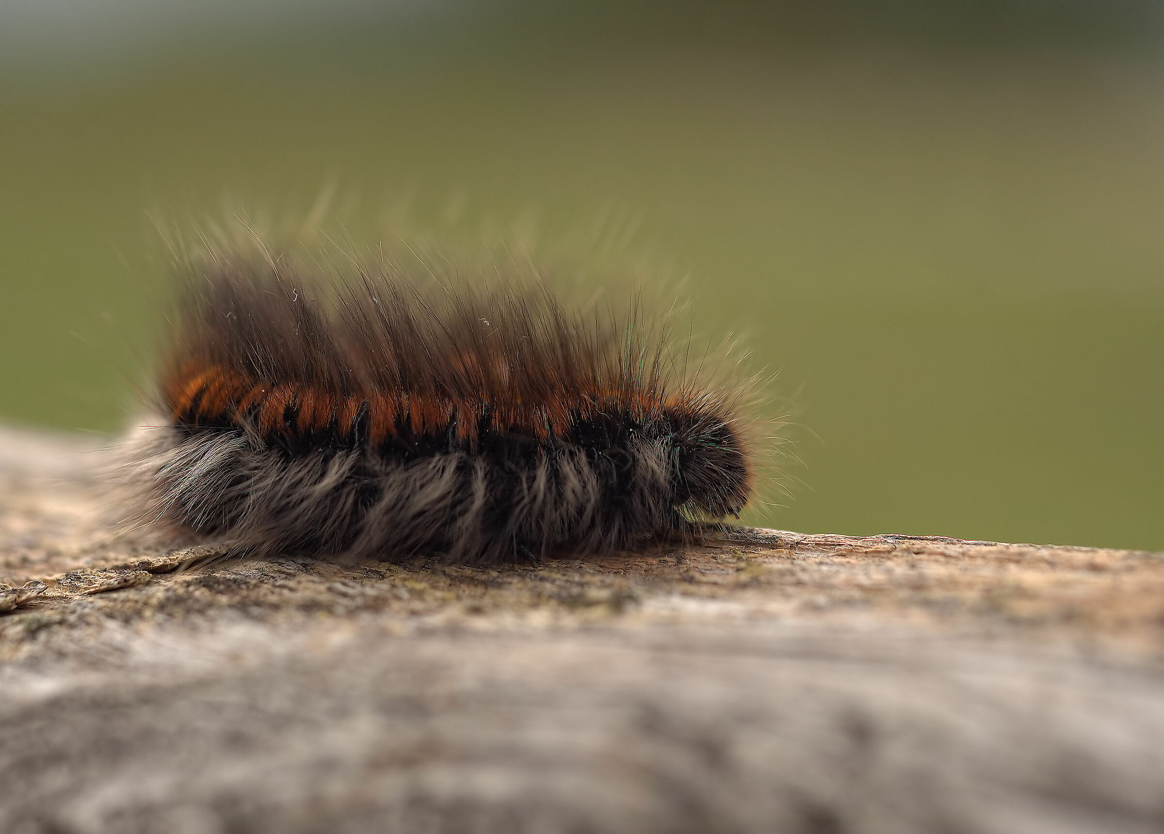 Fox Moth Caterpillar