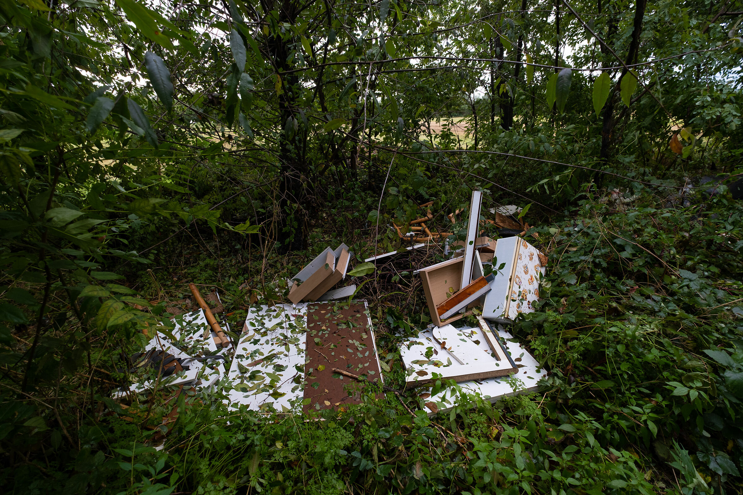 ingresso di un bosco 1