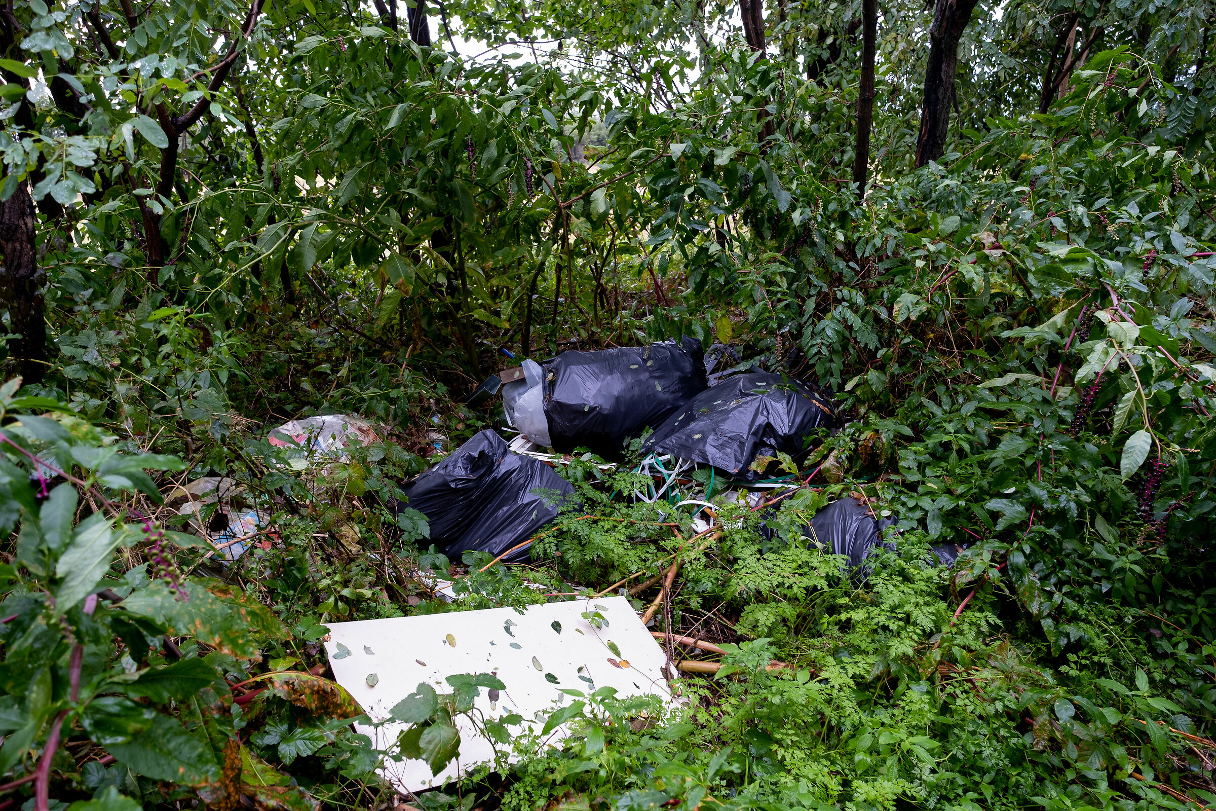 ingresso di un bosco 3