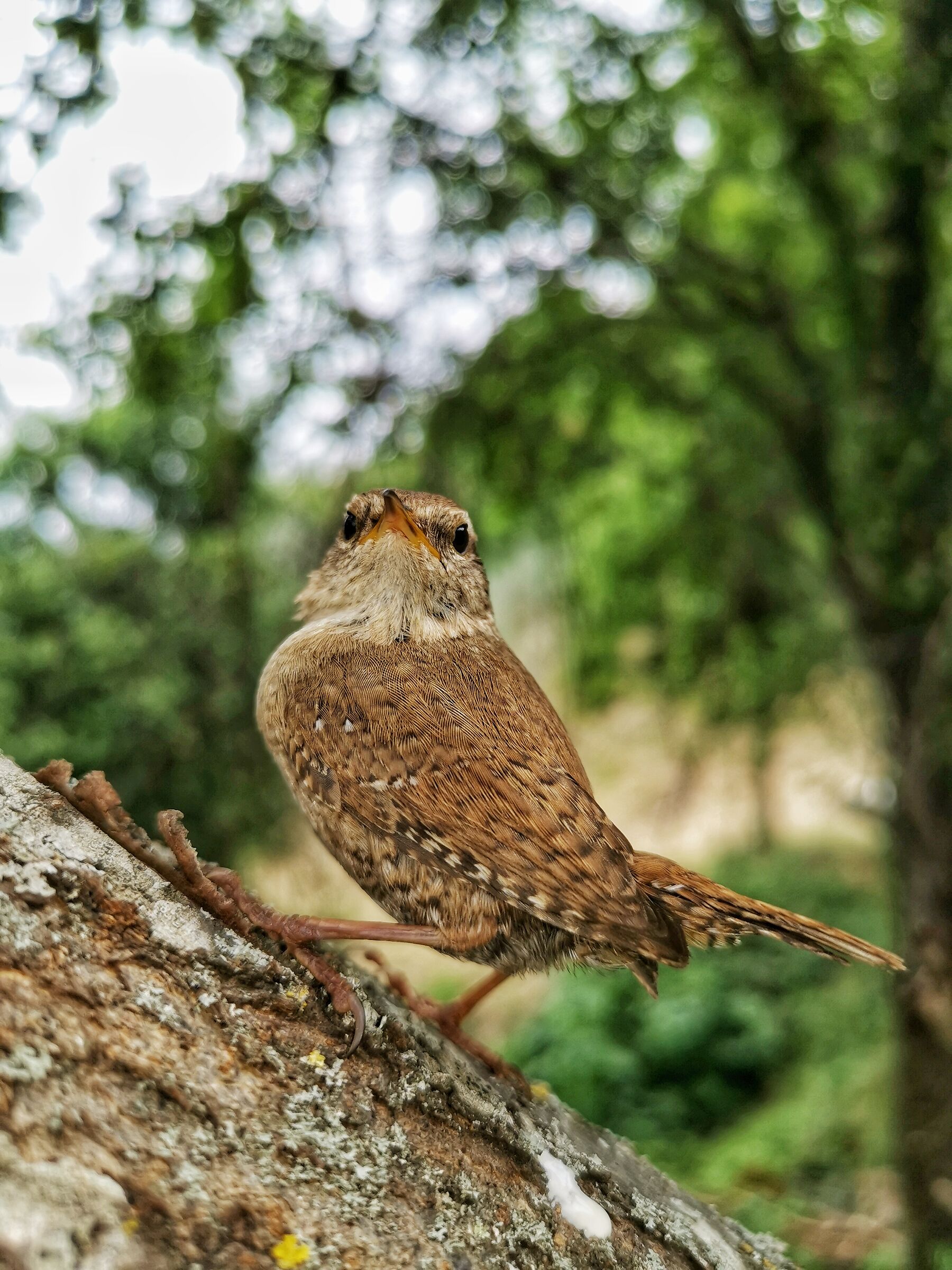 Wren