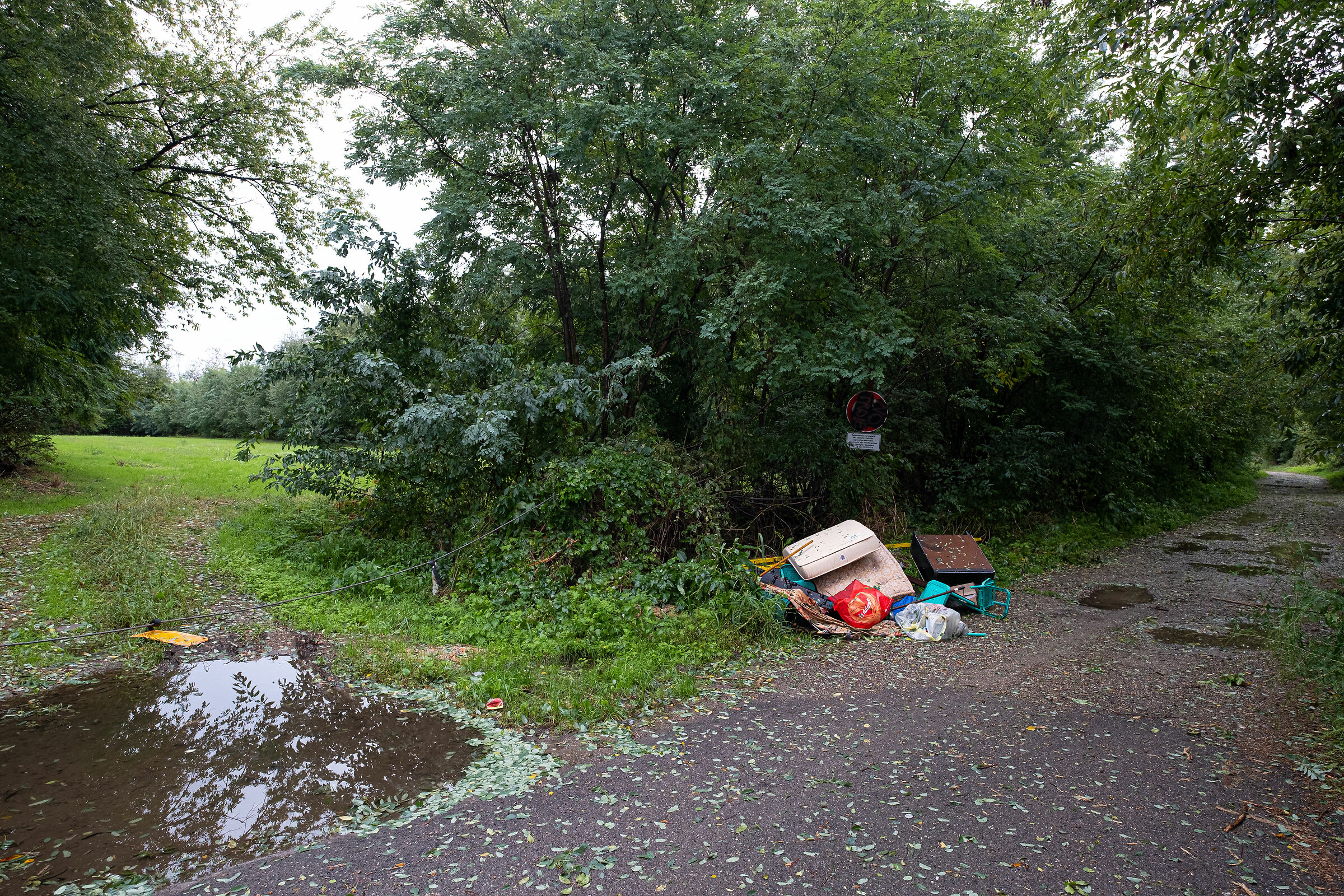 ingresso di un bosco 4 - 2°