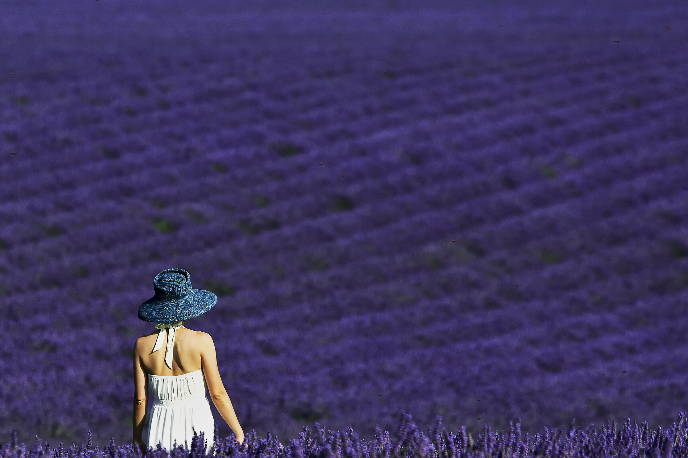 sea of lavender