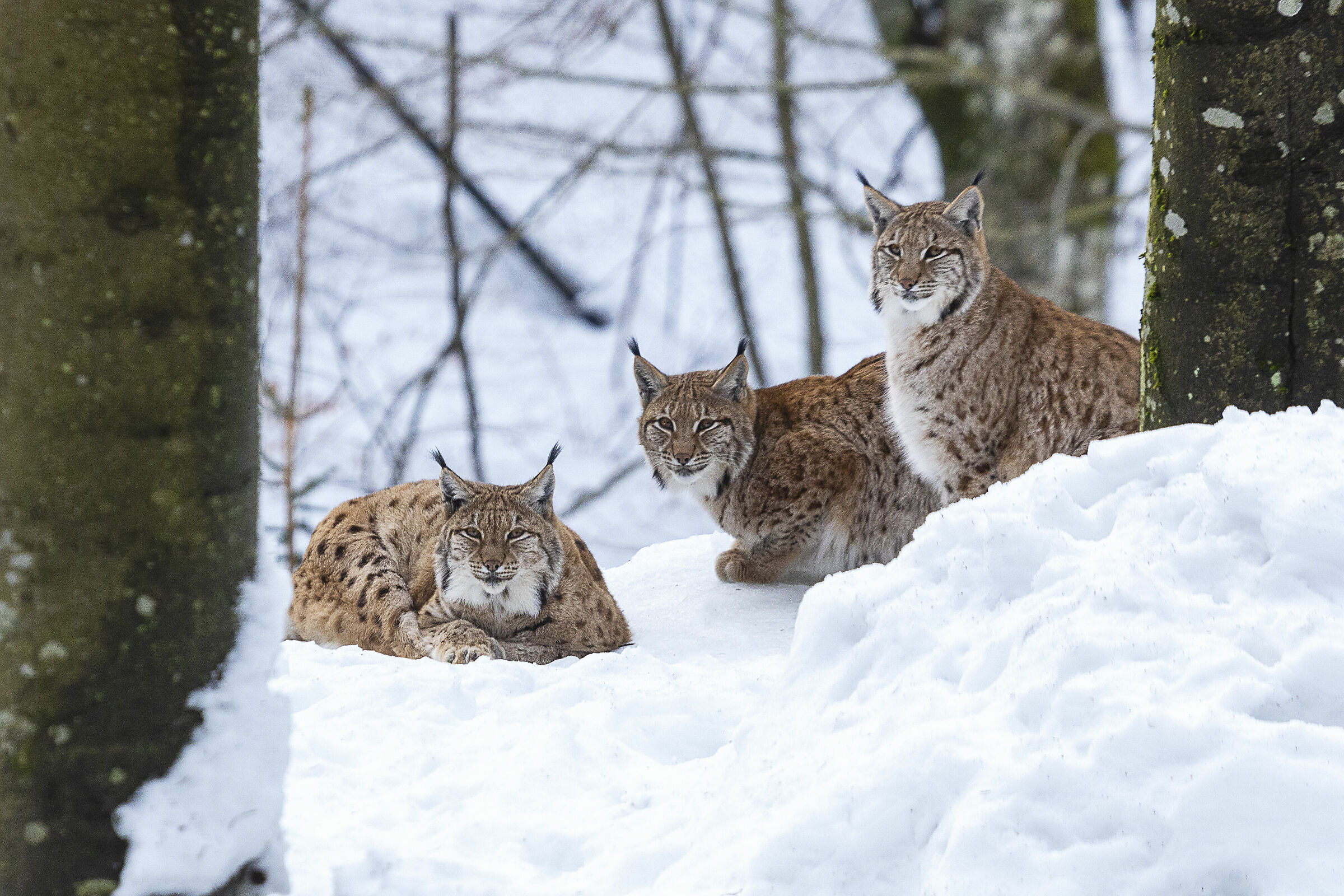 Lynx