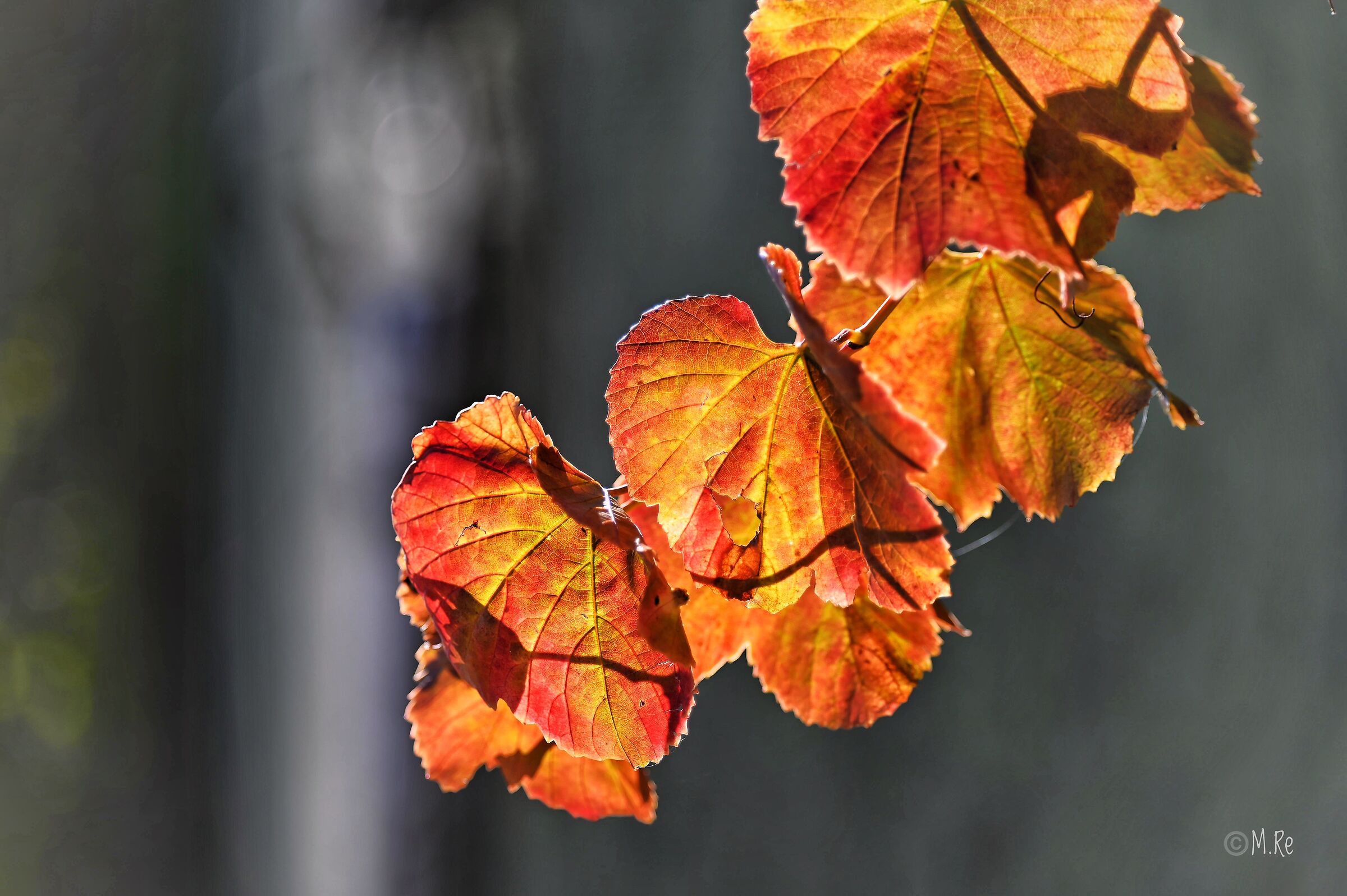 Orange leaves