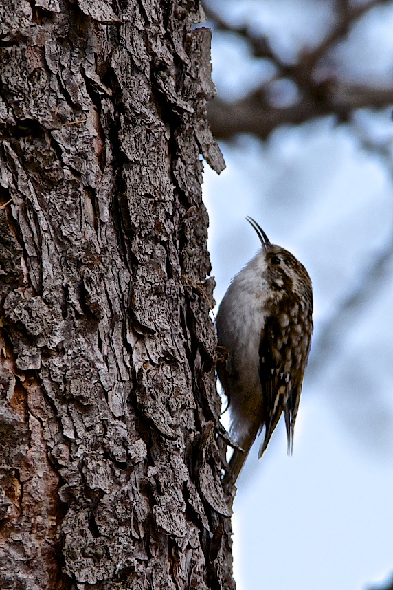 Treecreeper