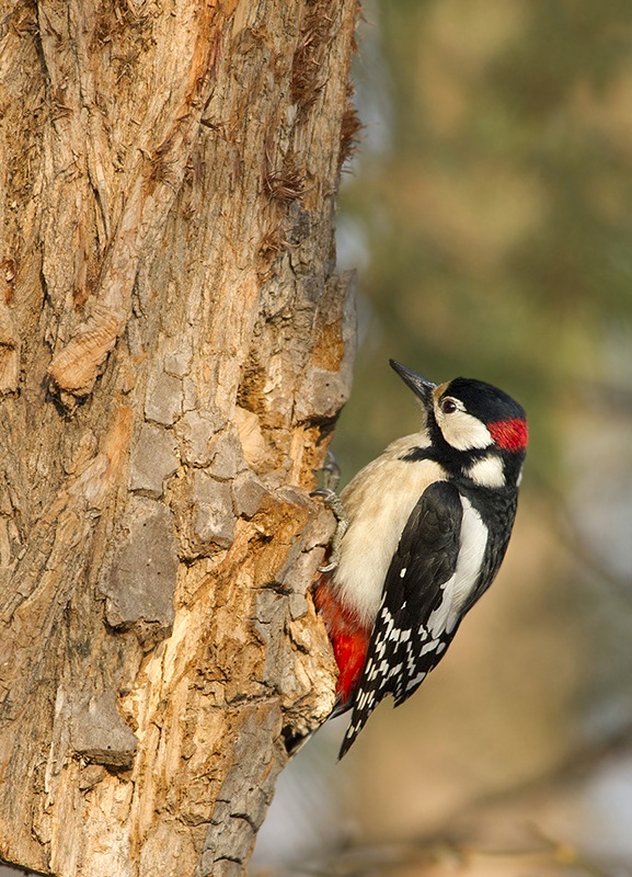 picchio rosso maggiore