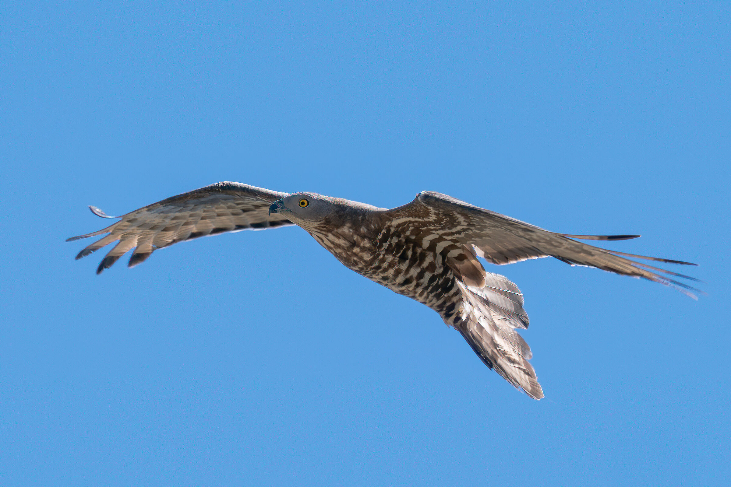 Falco Pecchiaiolo