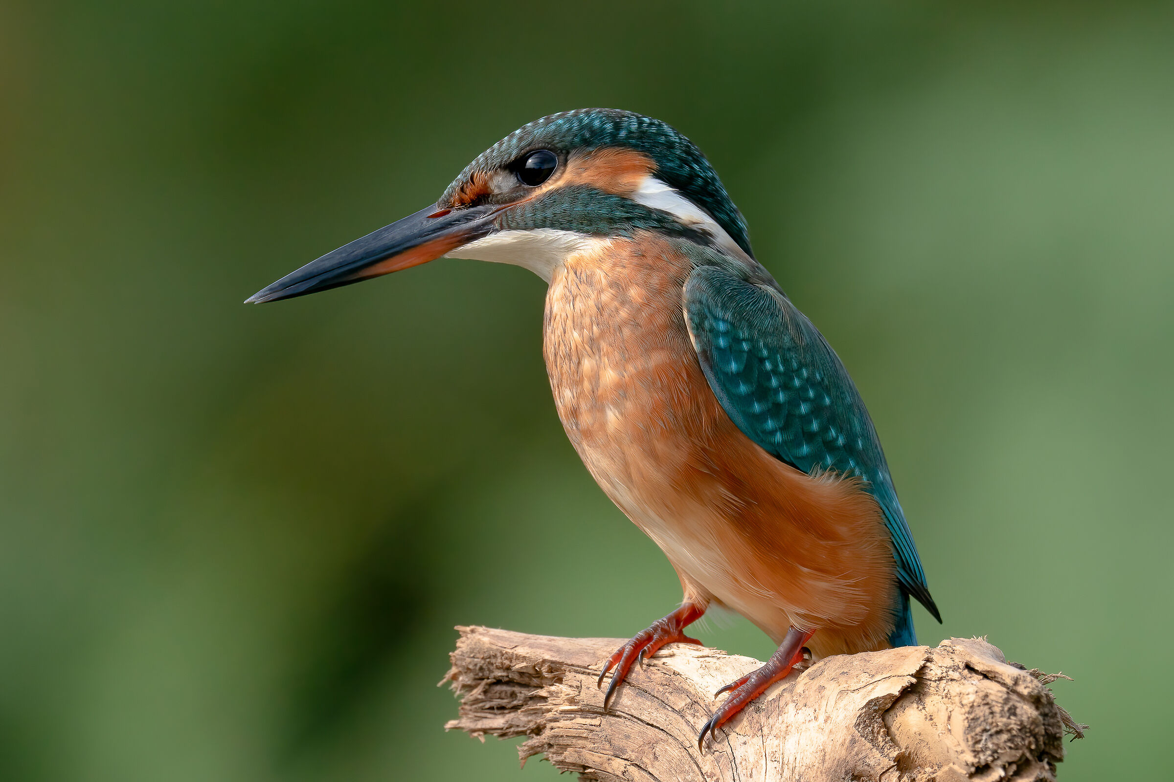 Martino
