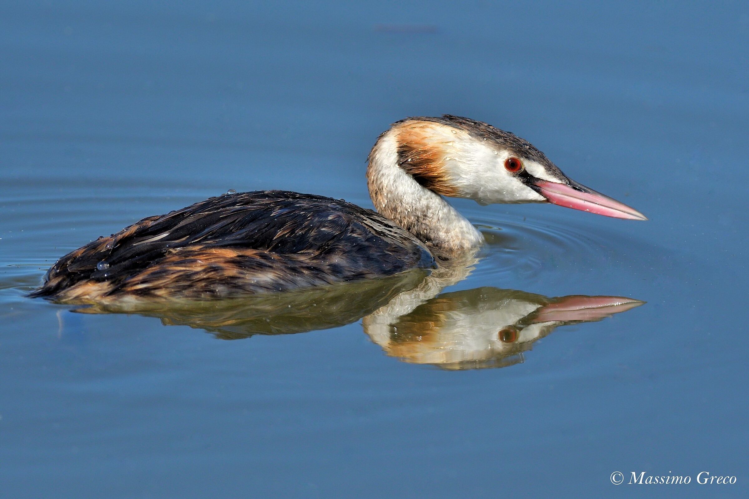 Greater Flaps (Podiceps cristatus)