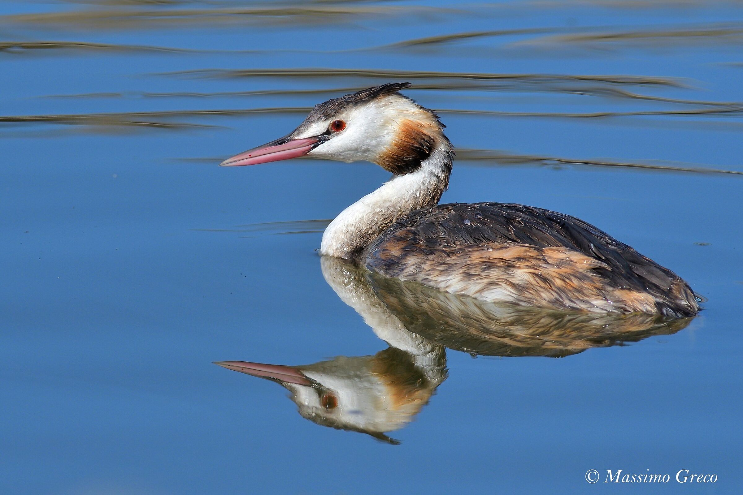 Svasso maggiore (Podiceps cristatus)