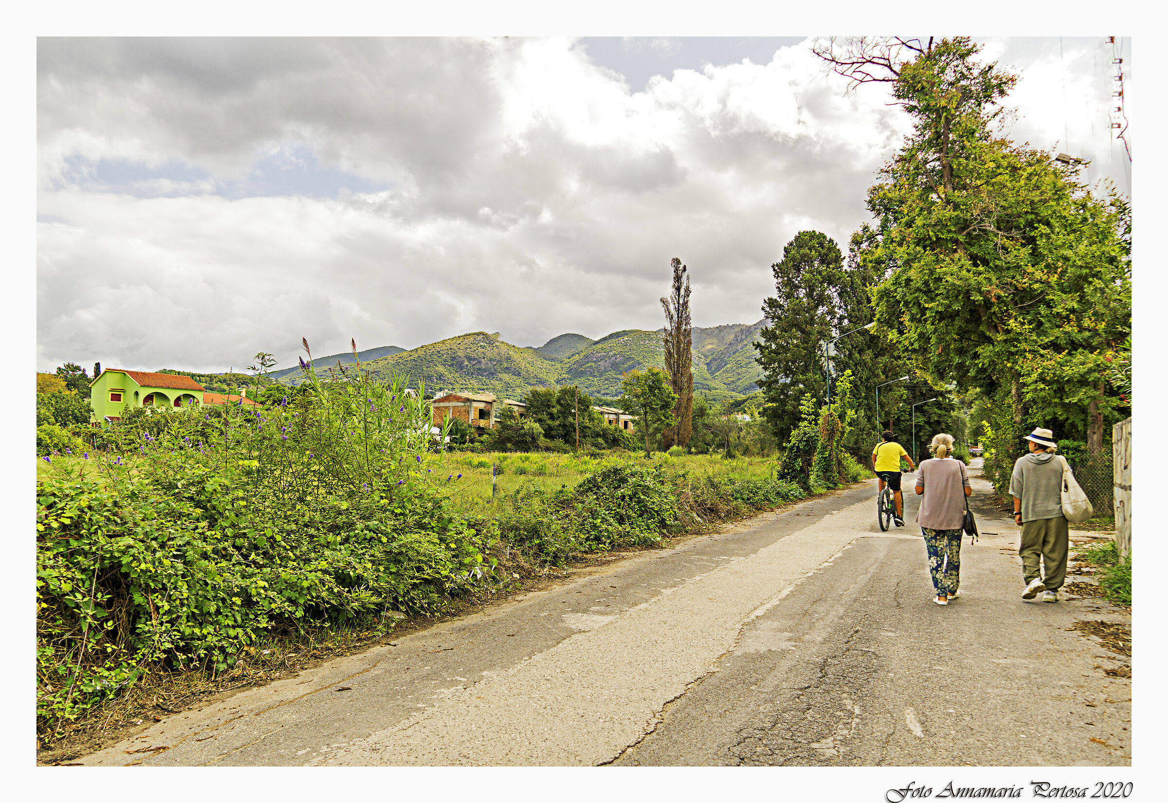 A chat walking around