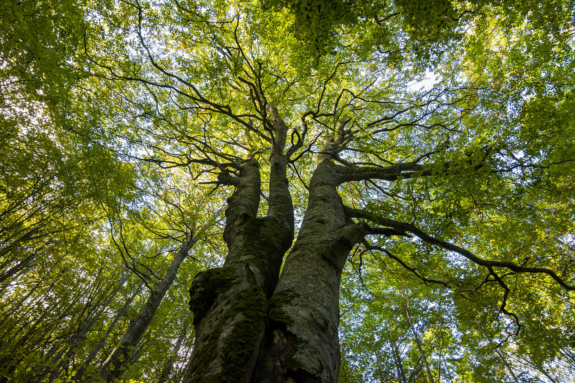 Shelter of beech