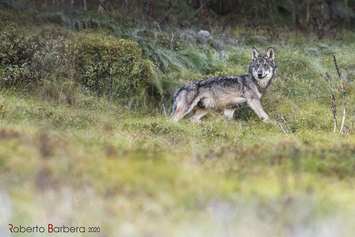 Fantastic and unexpected encounter with the wolf