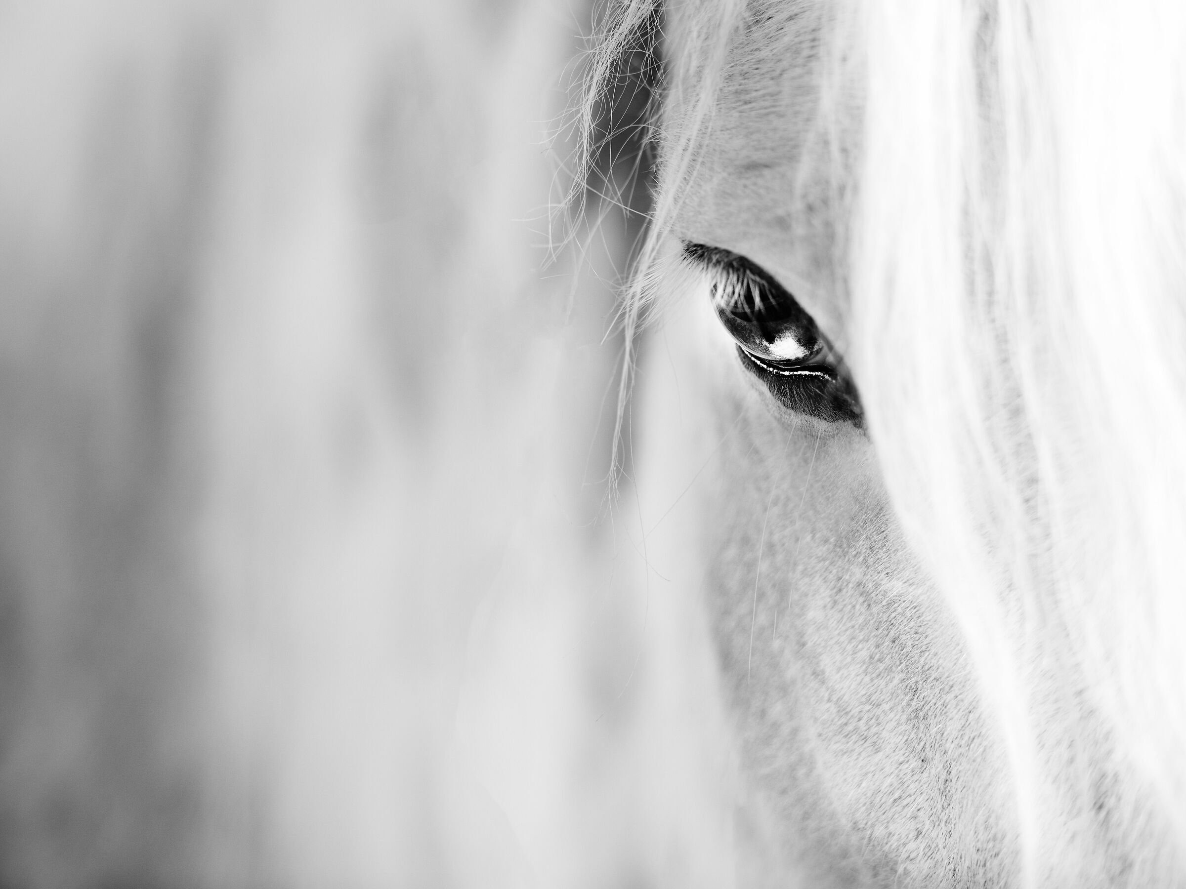 White Horse