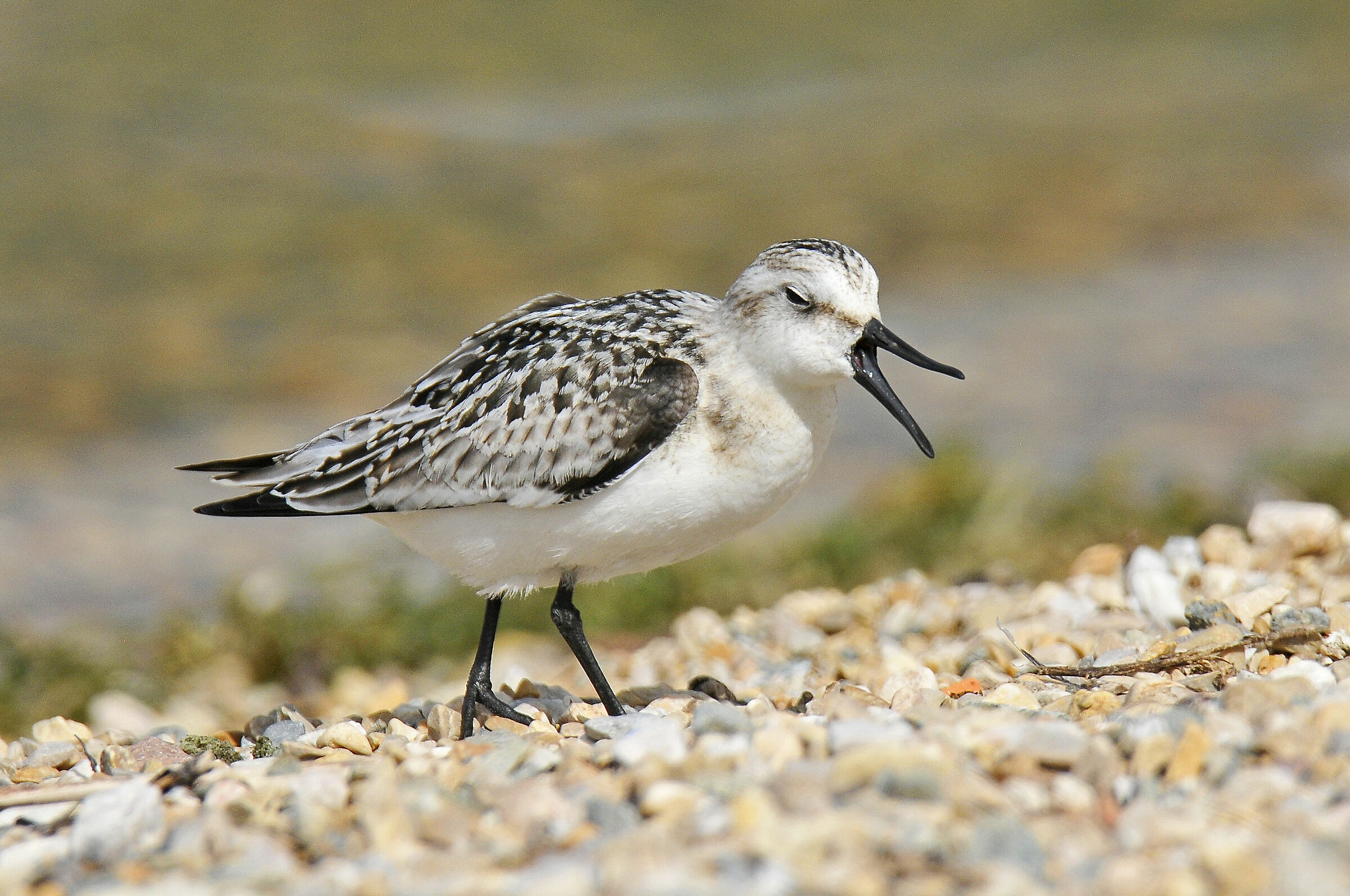 Sanderling