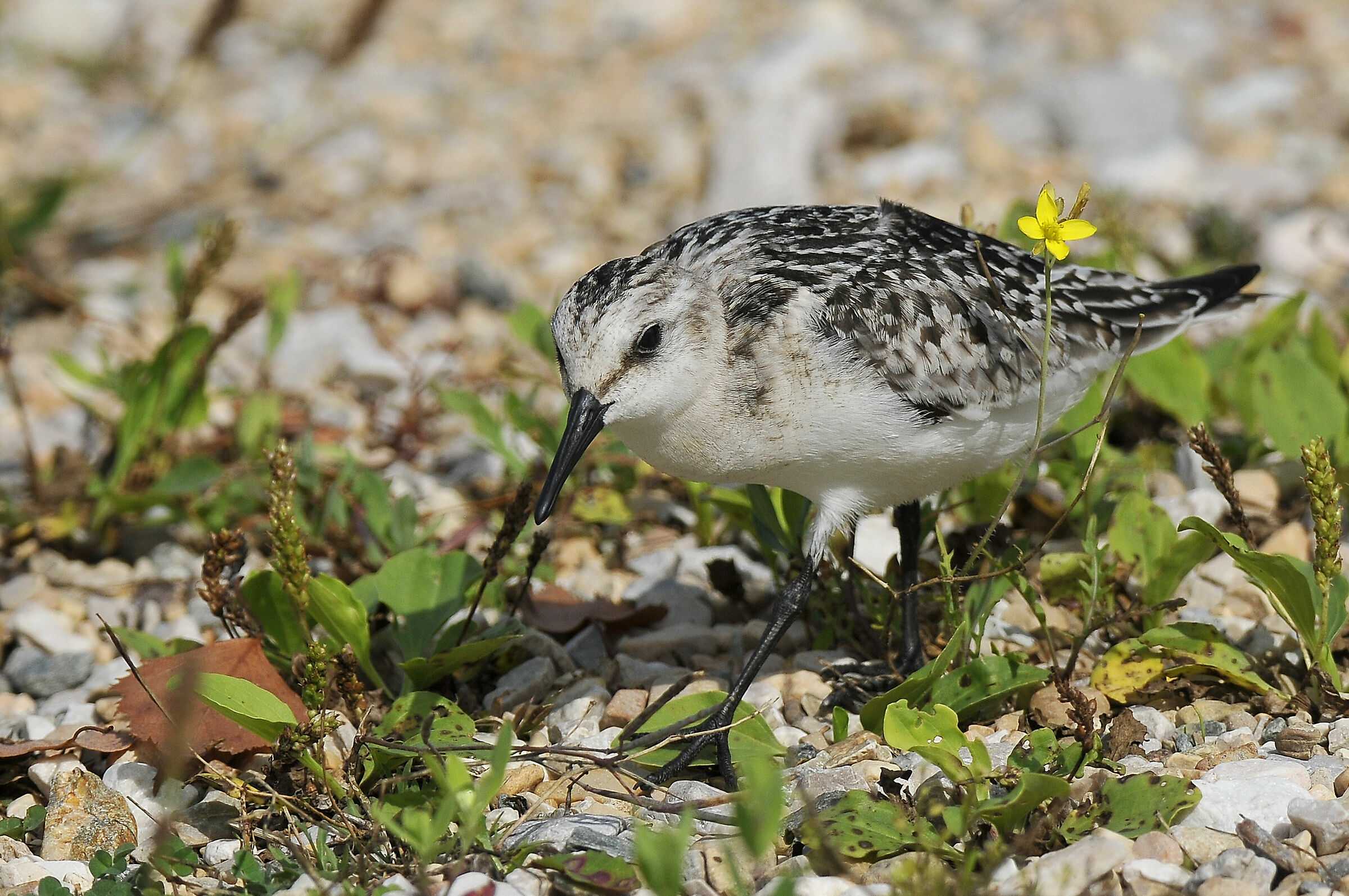Sanderling