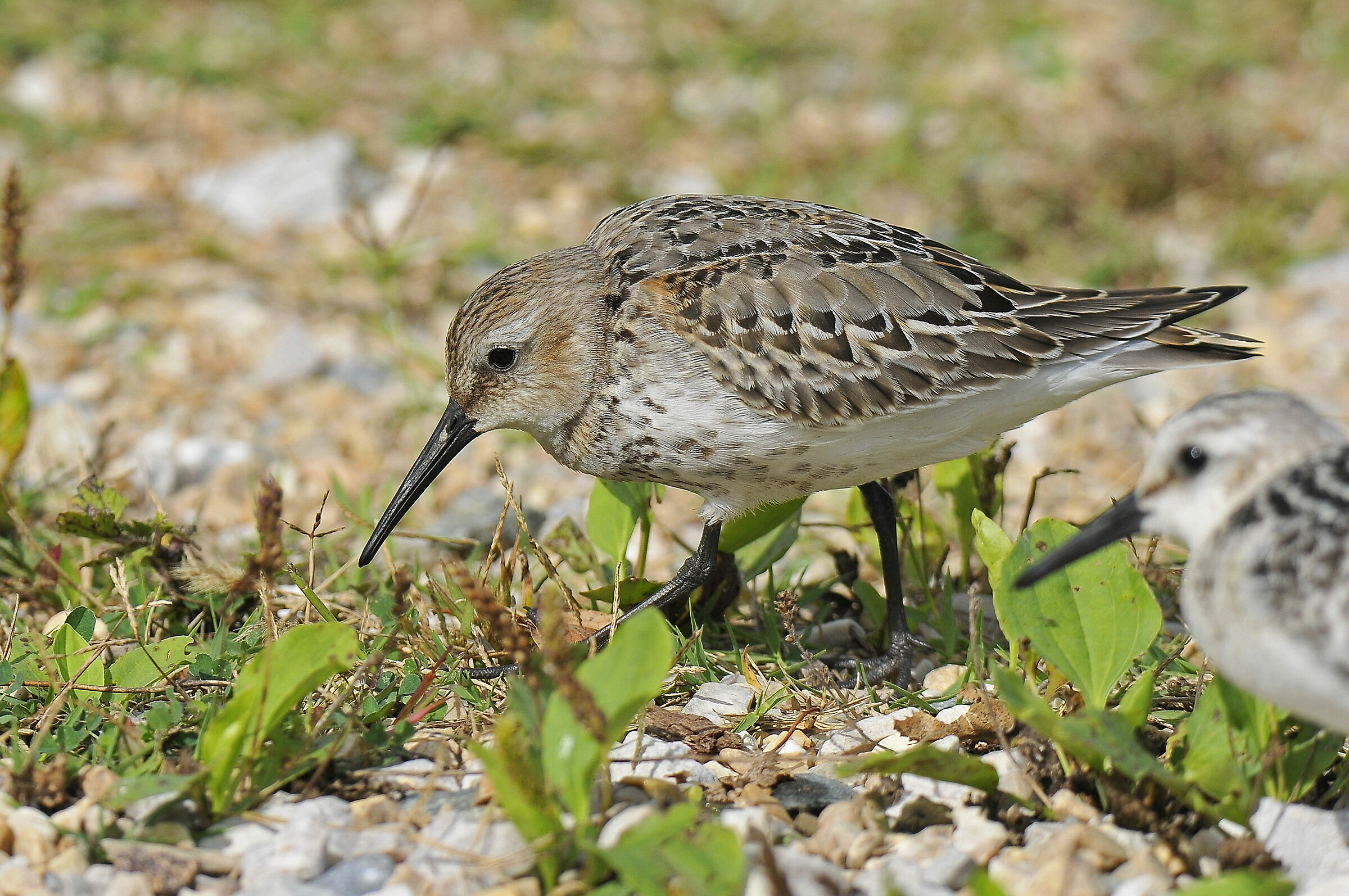 Sanderling