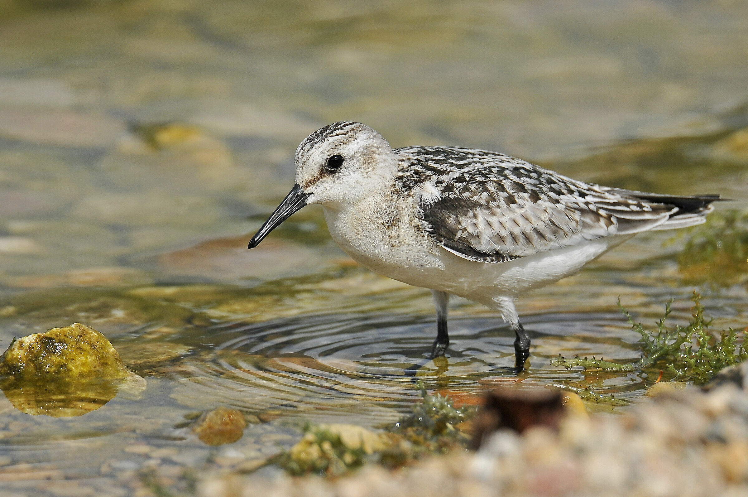 Sanderling