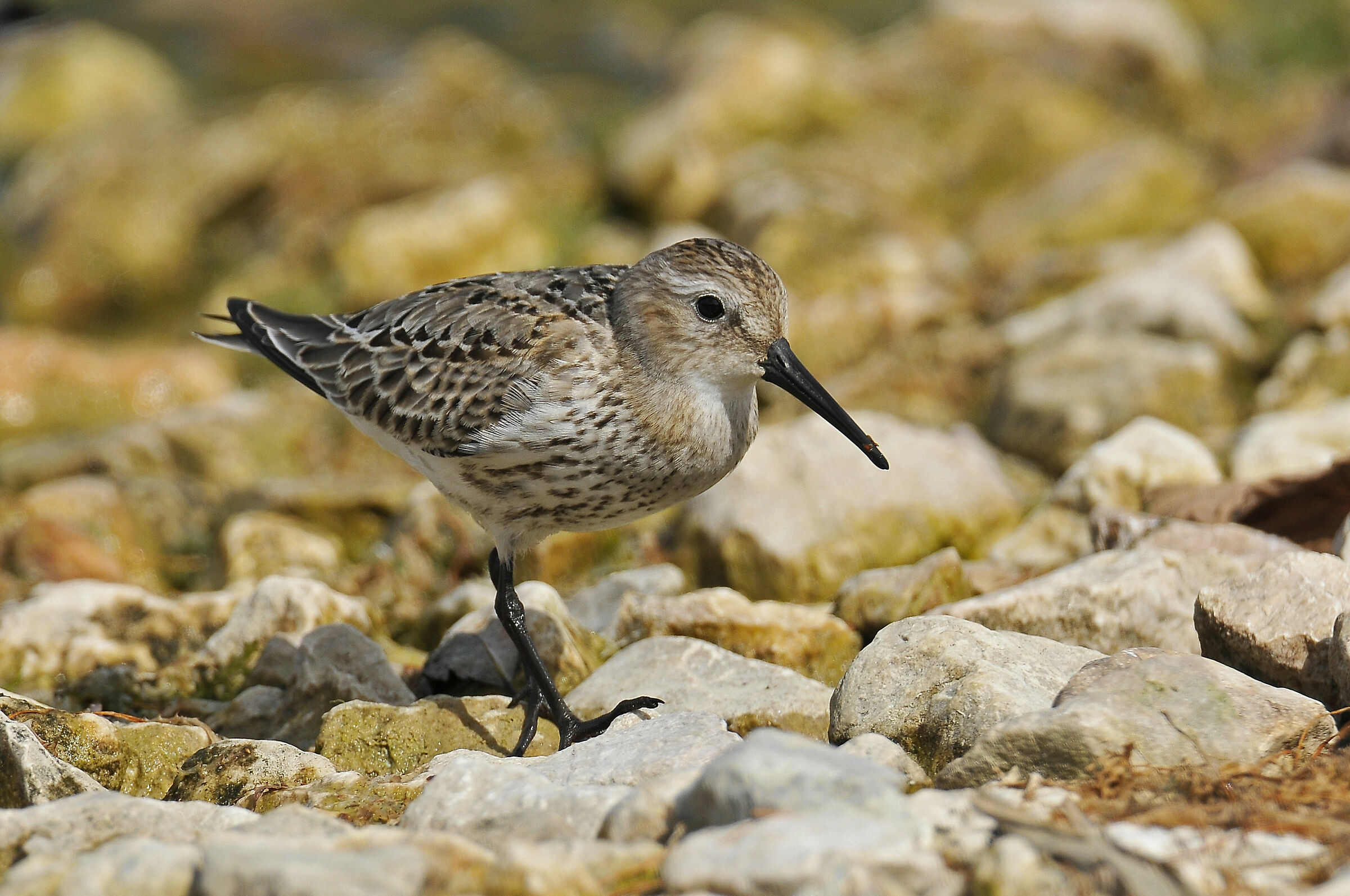 Black belly piova (Dunlin)