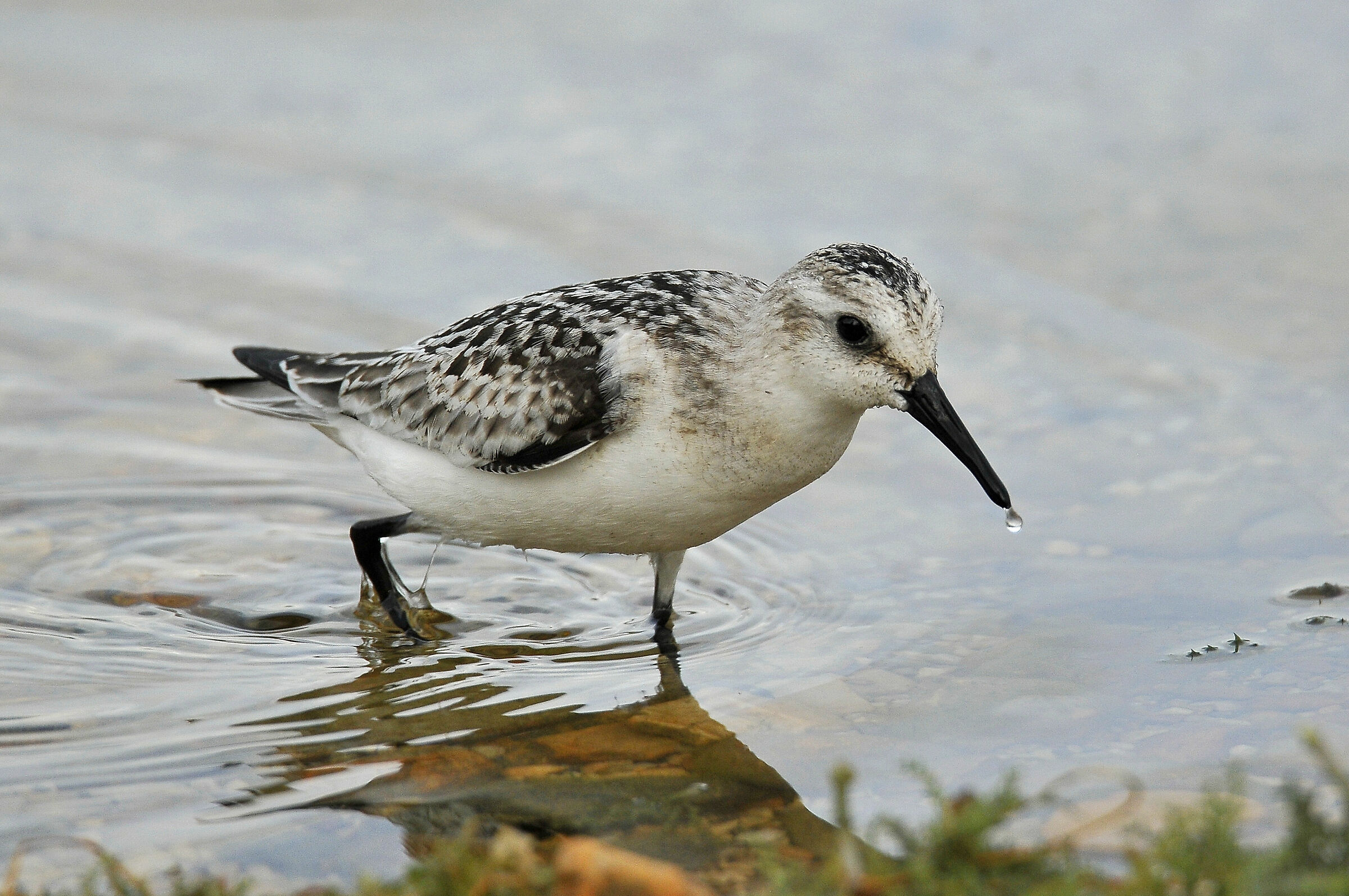 Sanderling