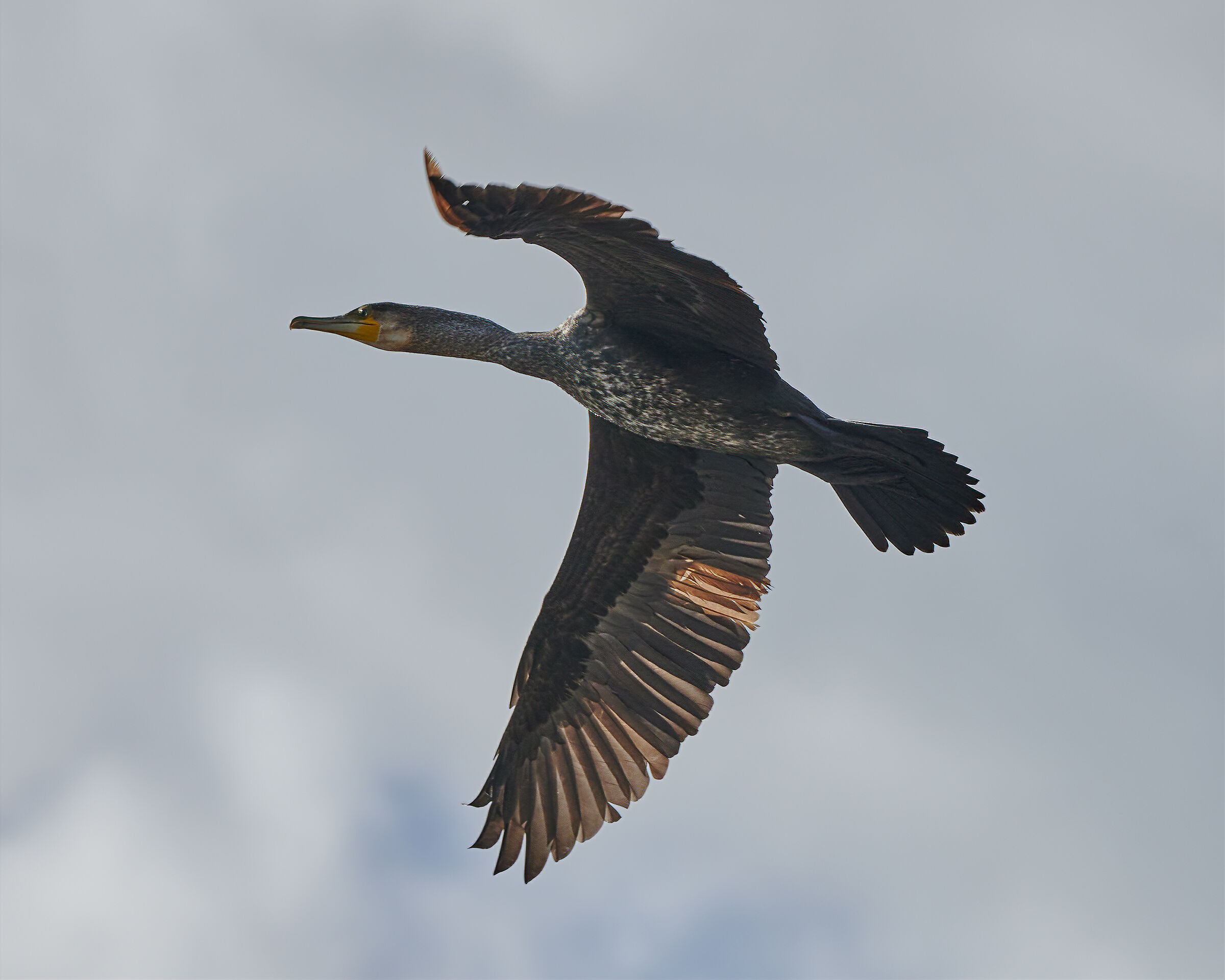 Cormorant