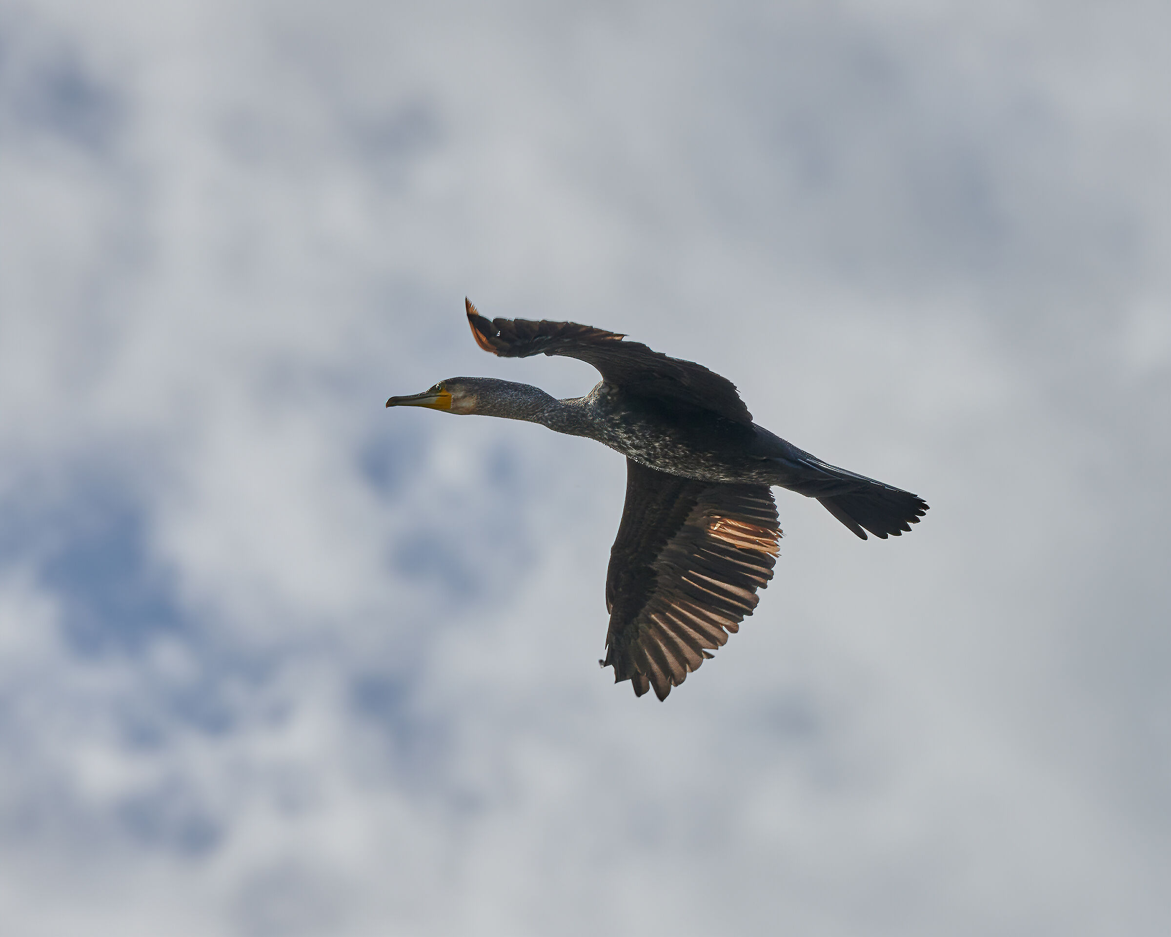 Cormorano