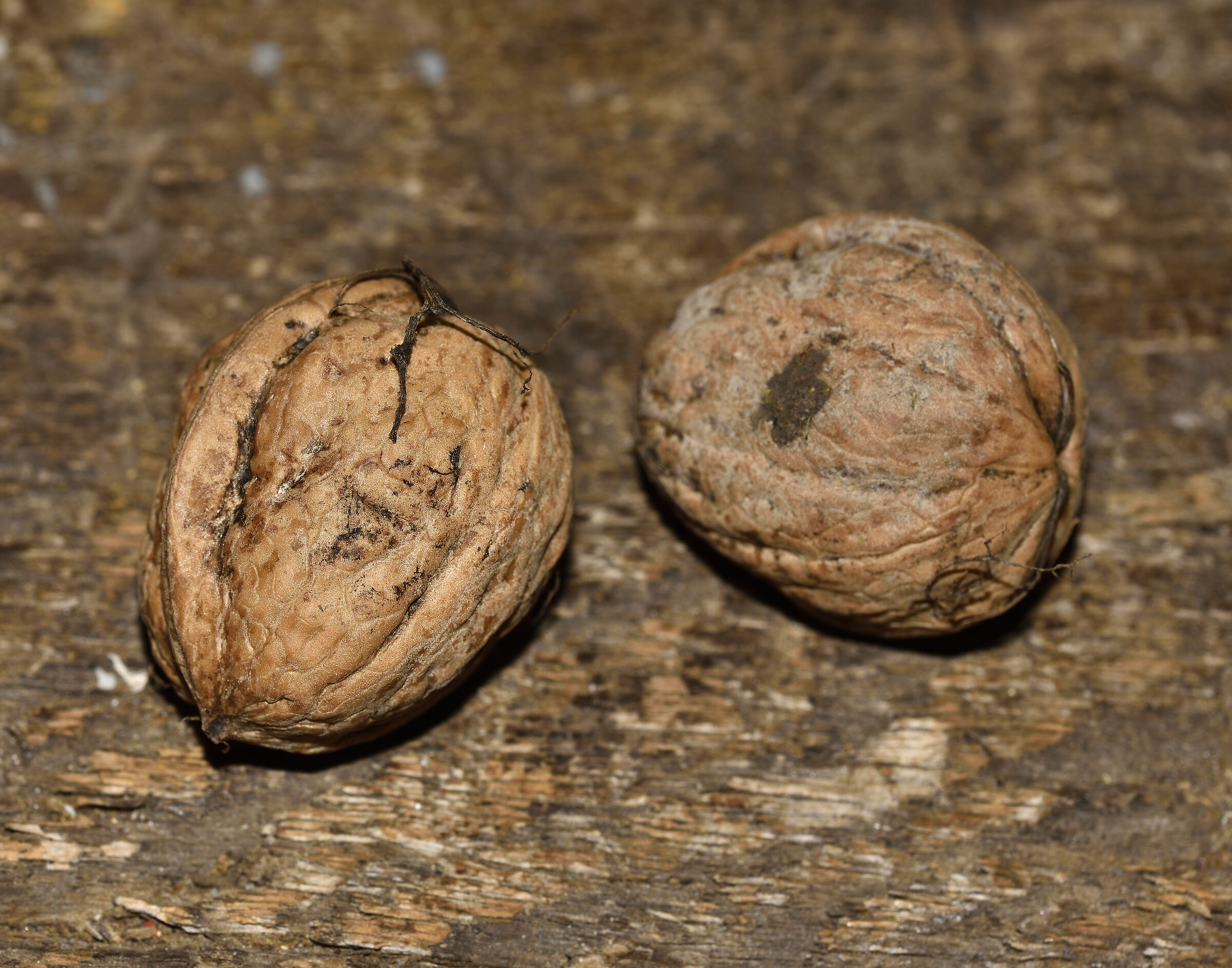 Nuts also fall with the leaves
