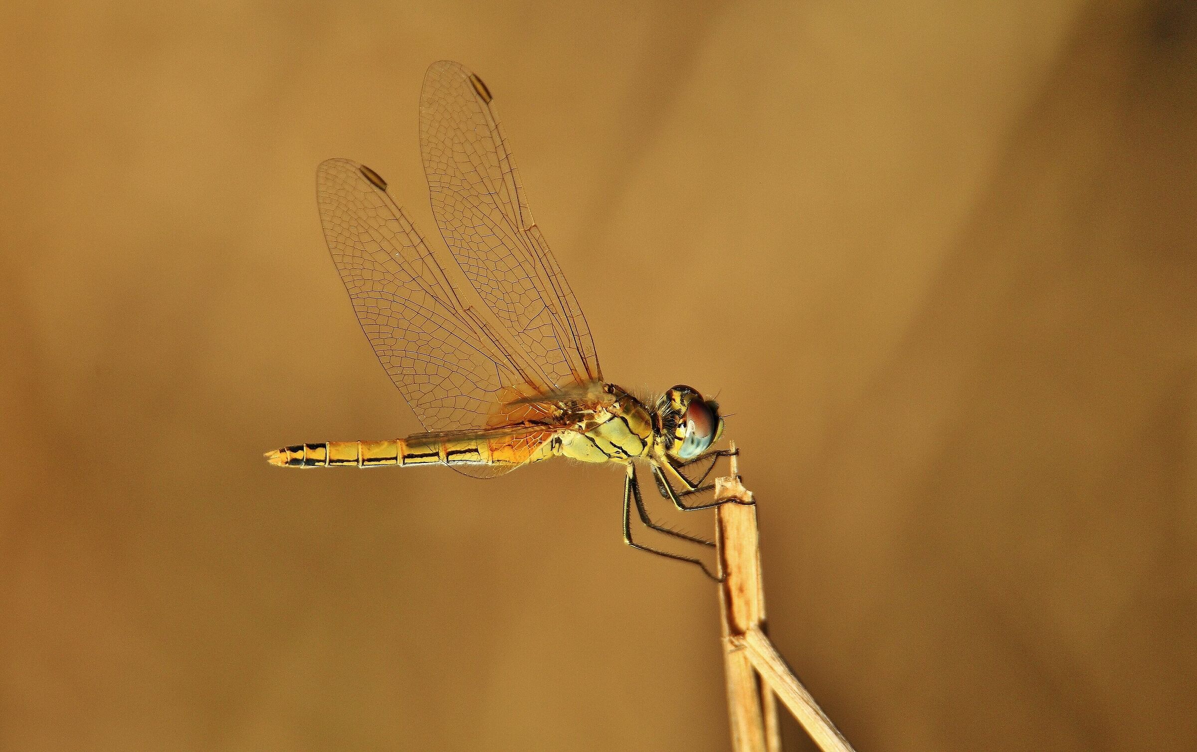 Dragonfly
