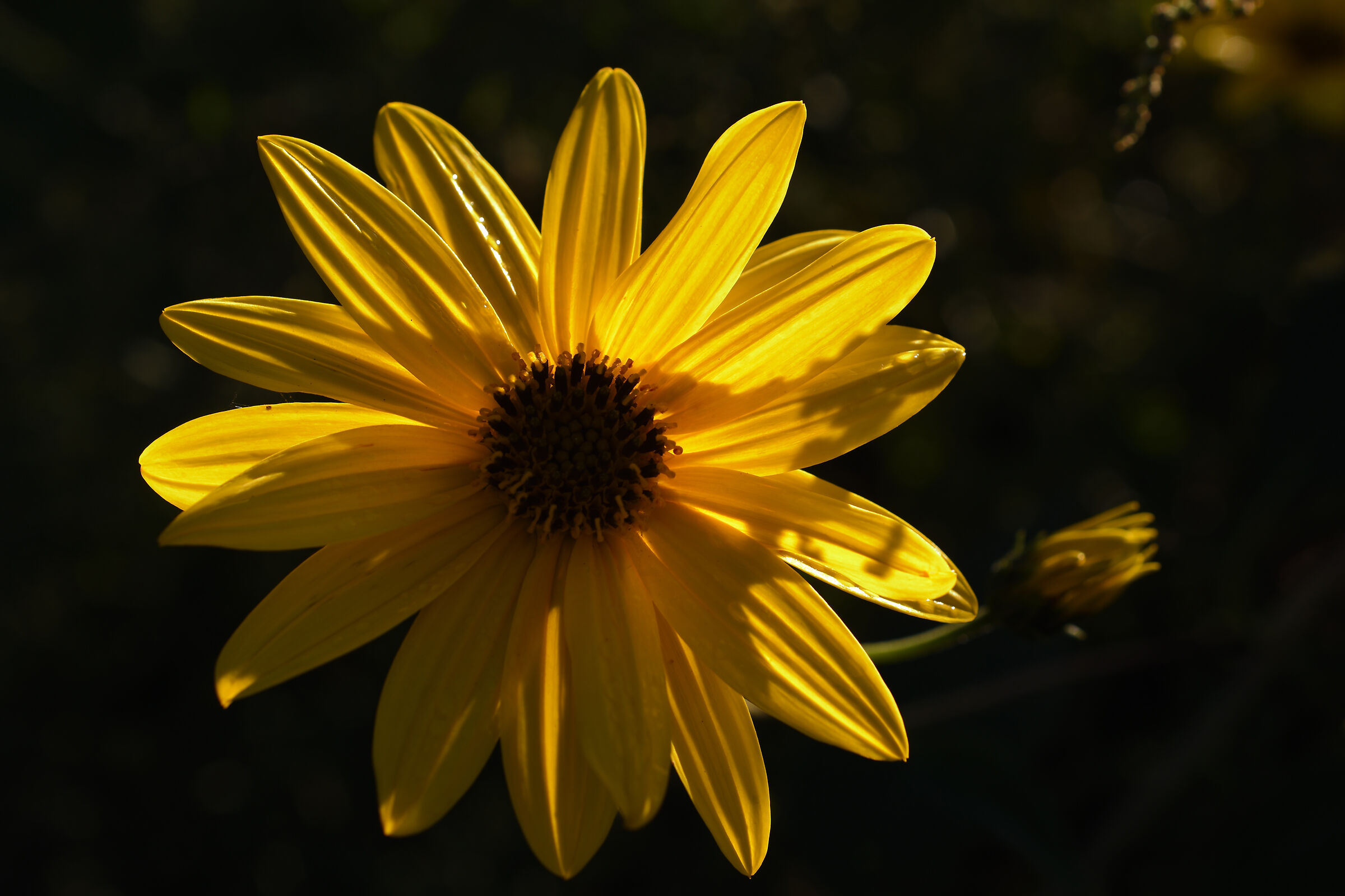 4 Ottobre San Francesco