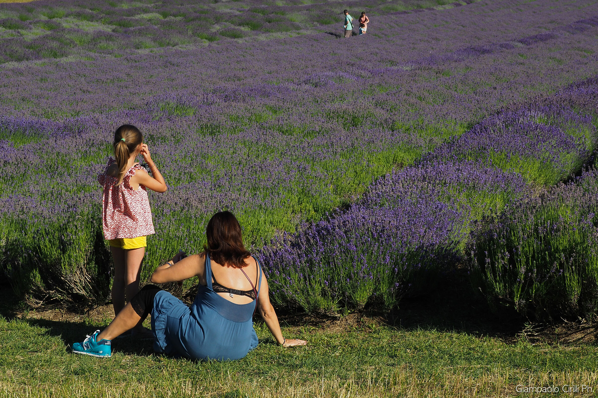 THE LAVENDER FIELD
