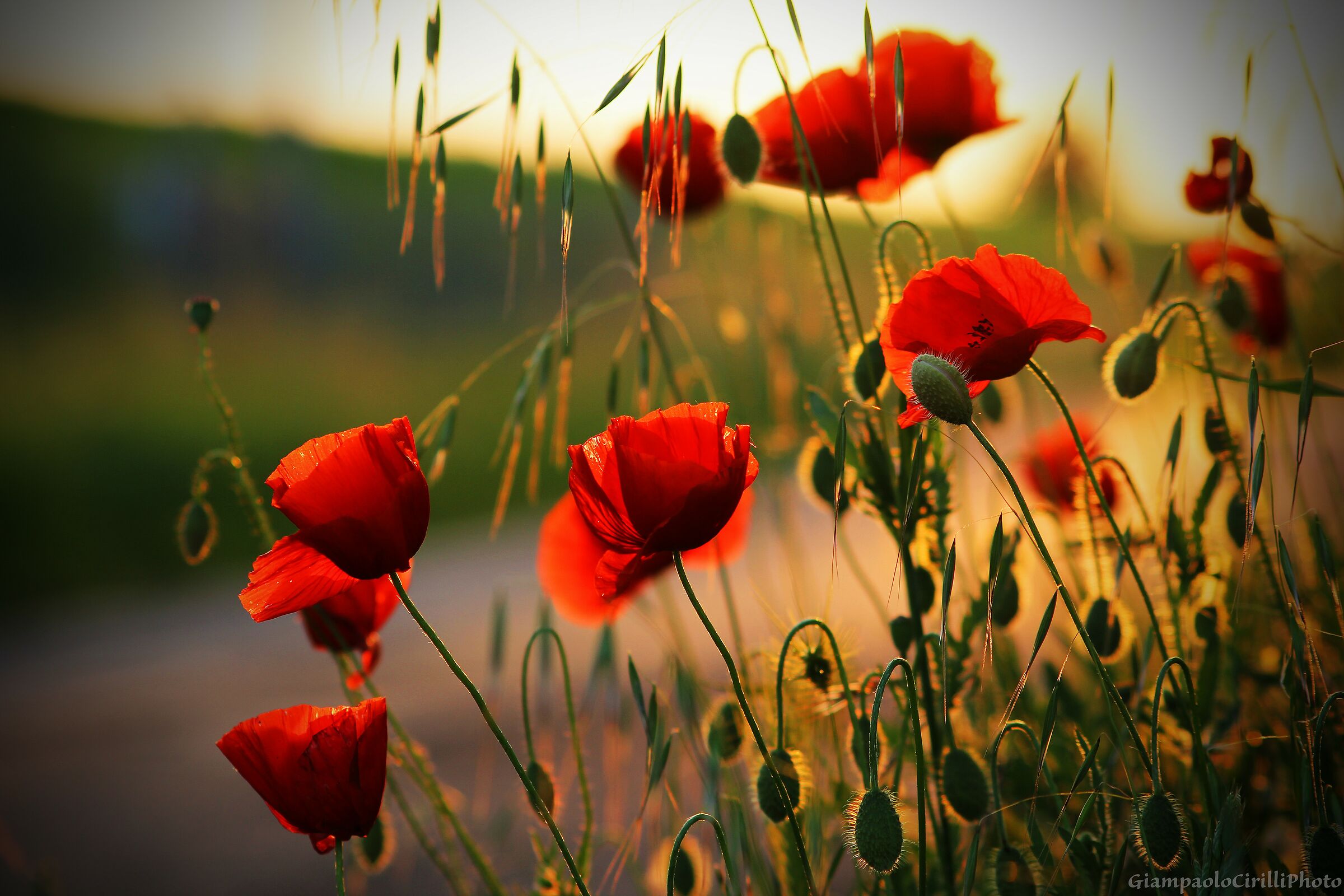 Poppies
