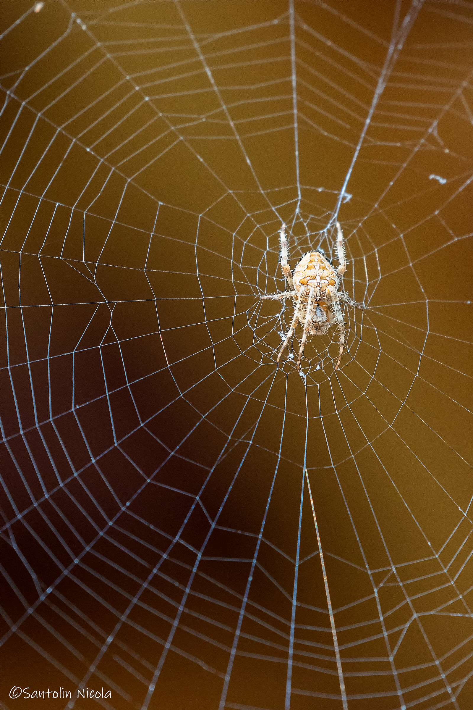 What spider is that?